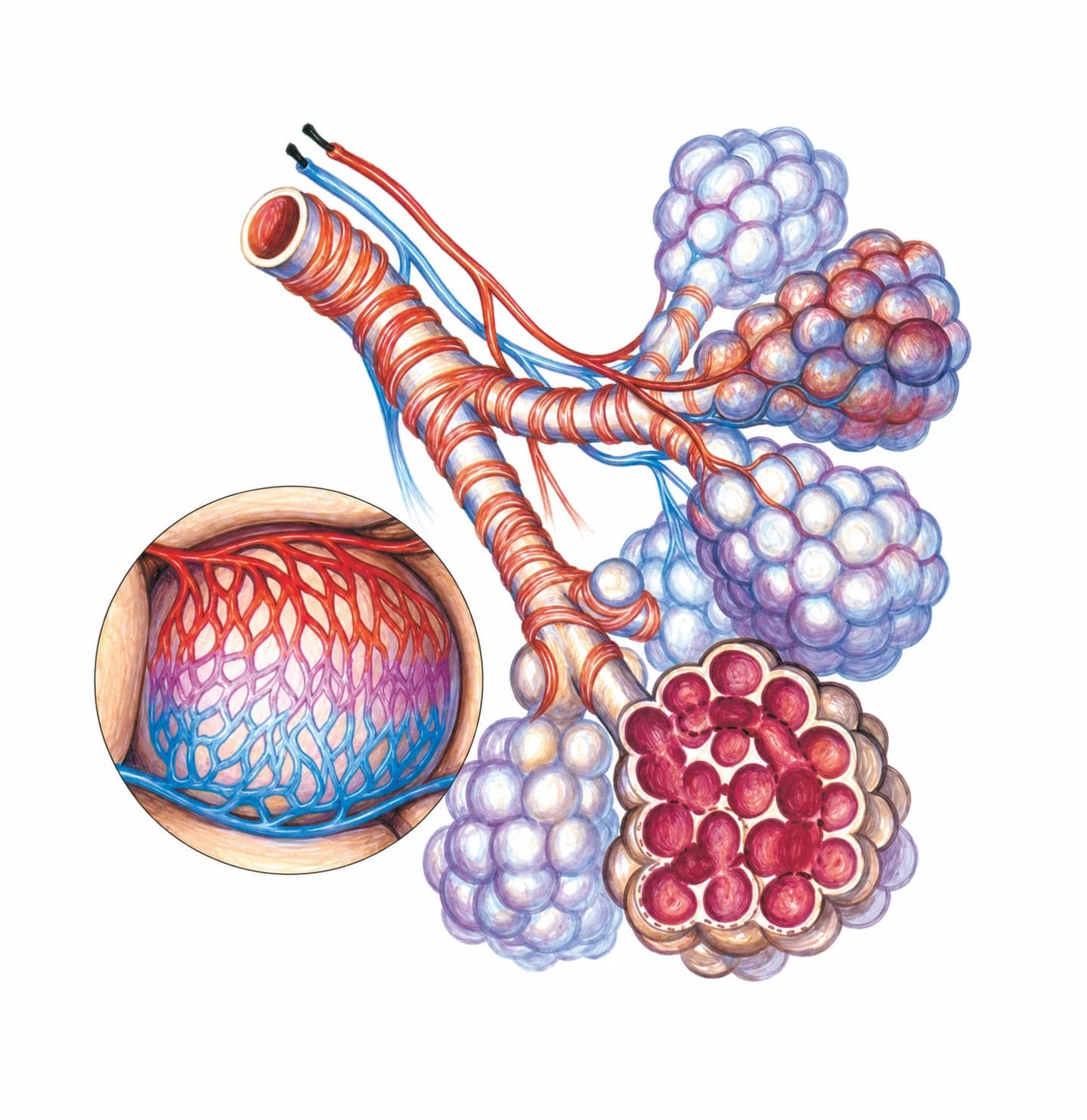 Structura acinului pulmonar
