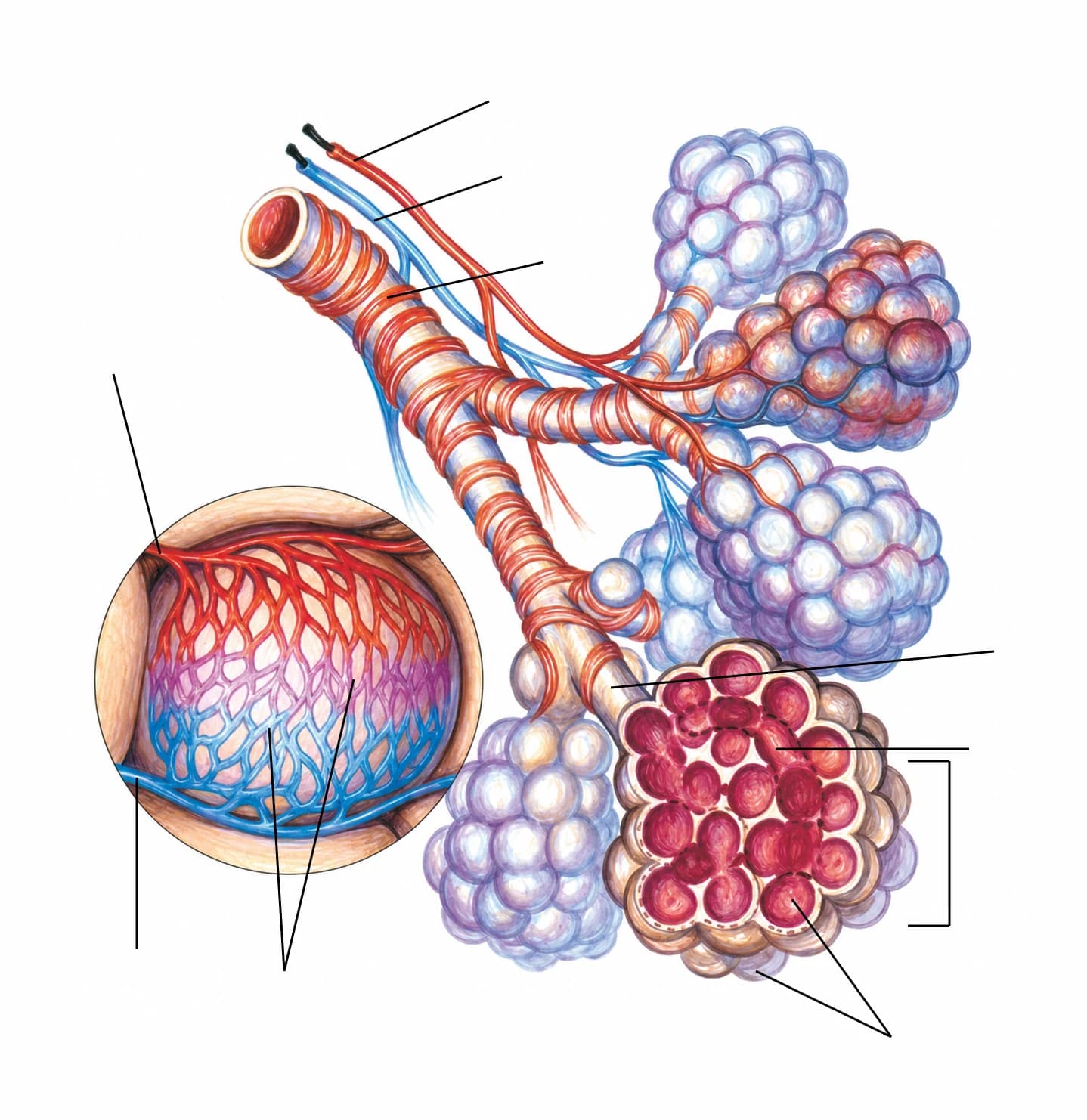 Figura: Structura acinului pulmonar