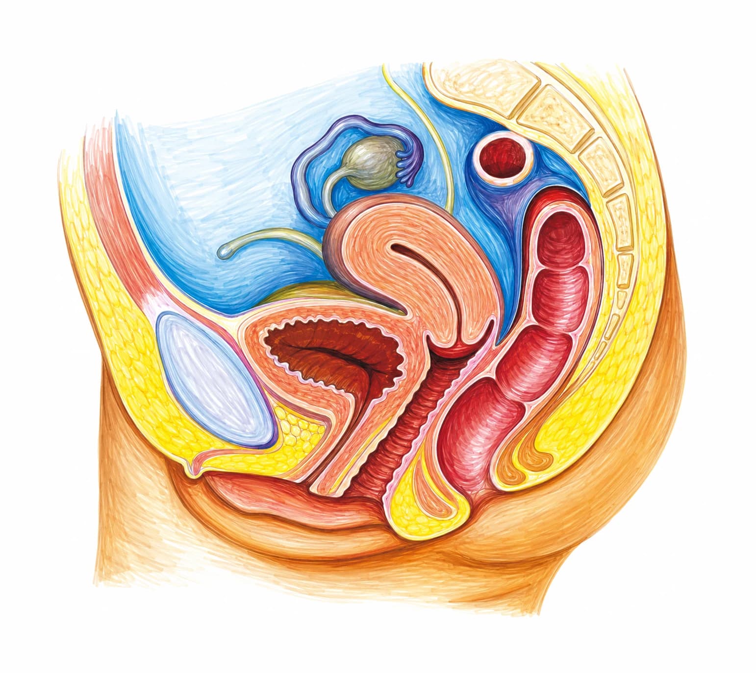 Aparatul genital feminin