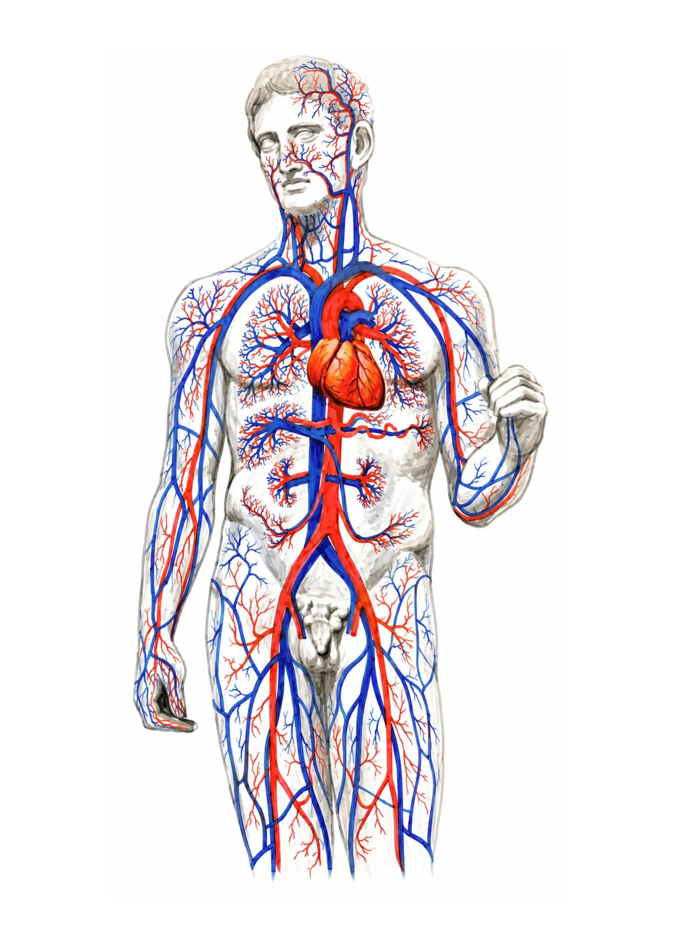 Arborele vascular