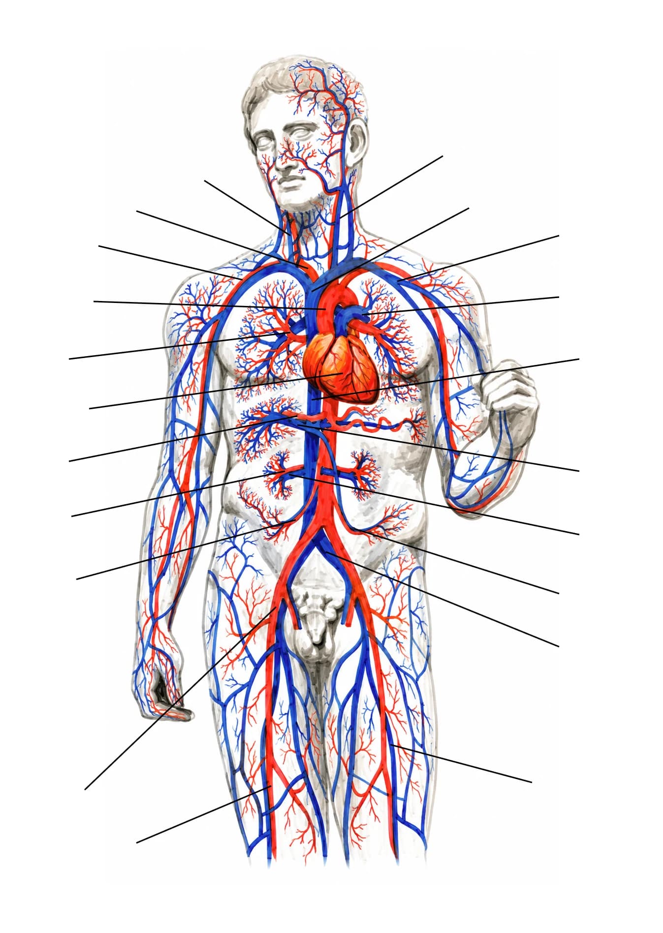 Figura: Arborele vascular