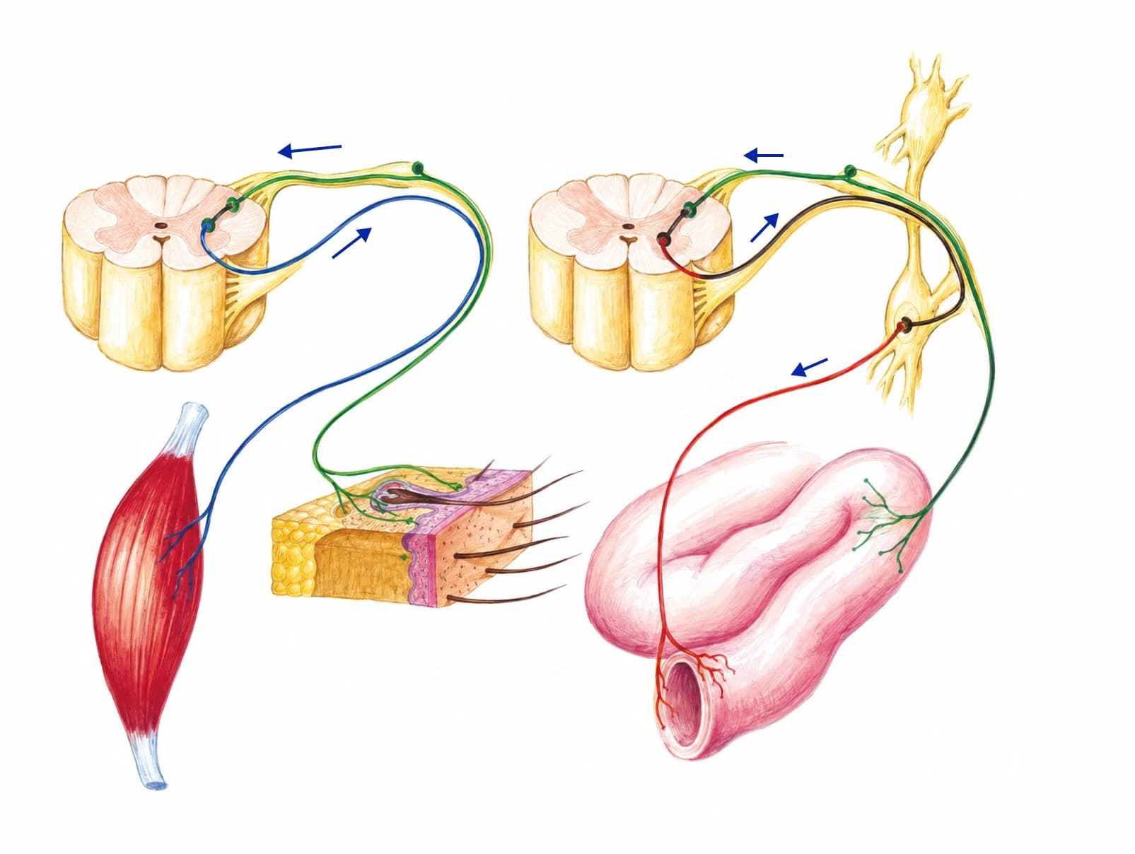 Arcurile reflexe somatice și vegetative