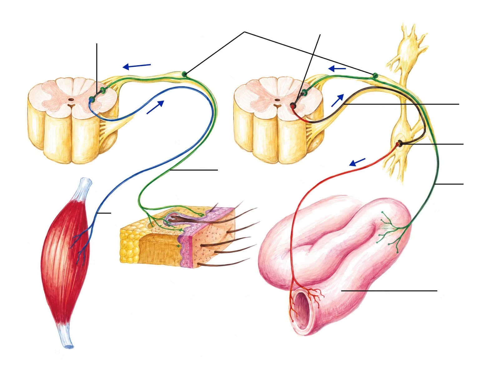 Figura: Arcurile reflexe somatice și vegetative
