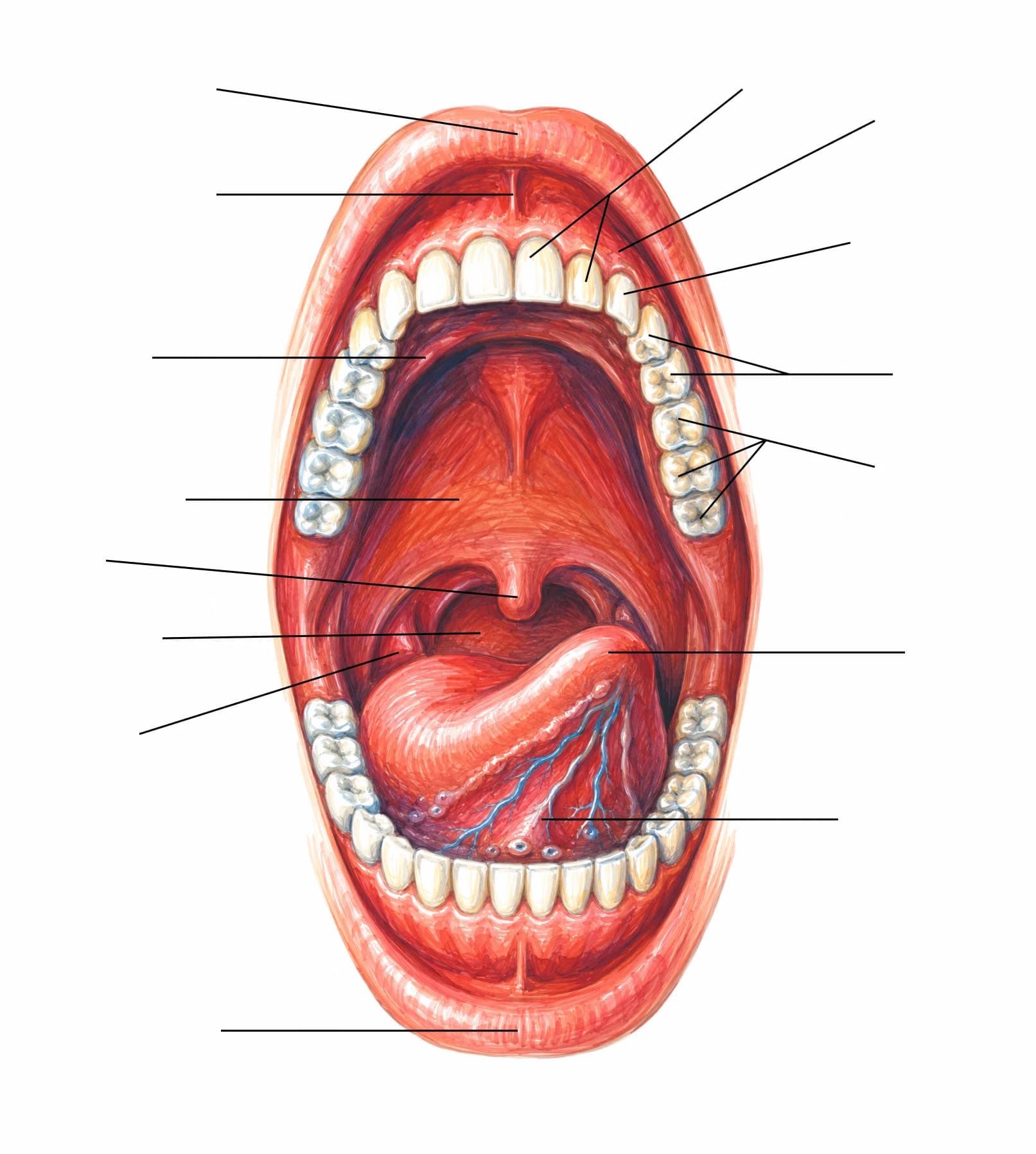 Figura: Cavitatea bucală