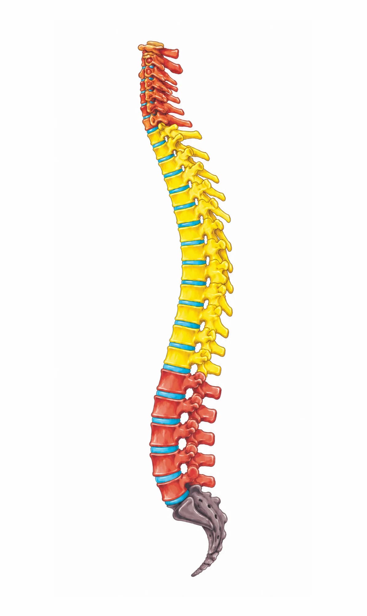 Coloana vertebrală