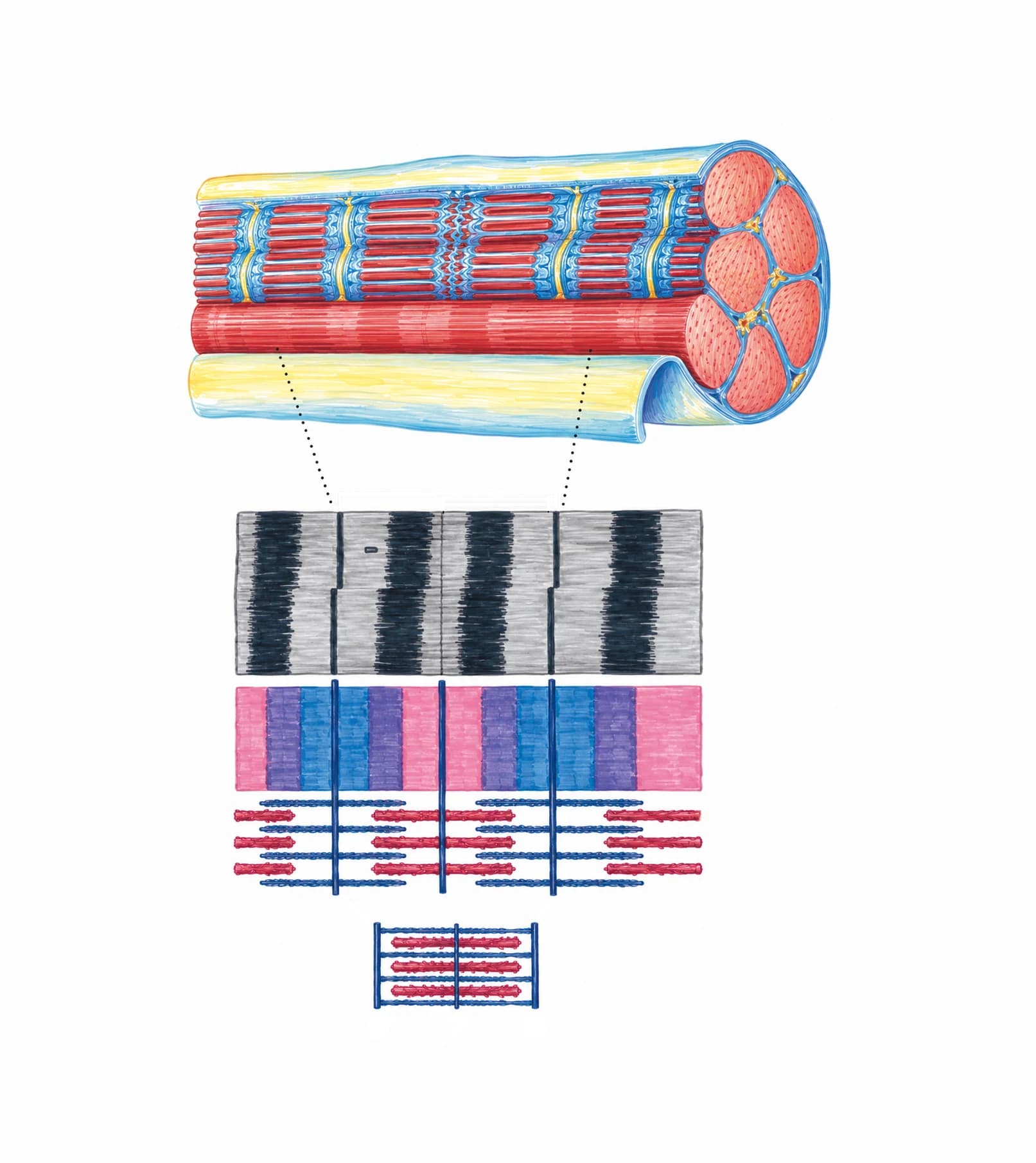 Contracția musculară (complexe actină-miozină)
