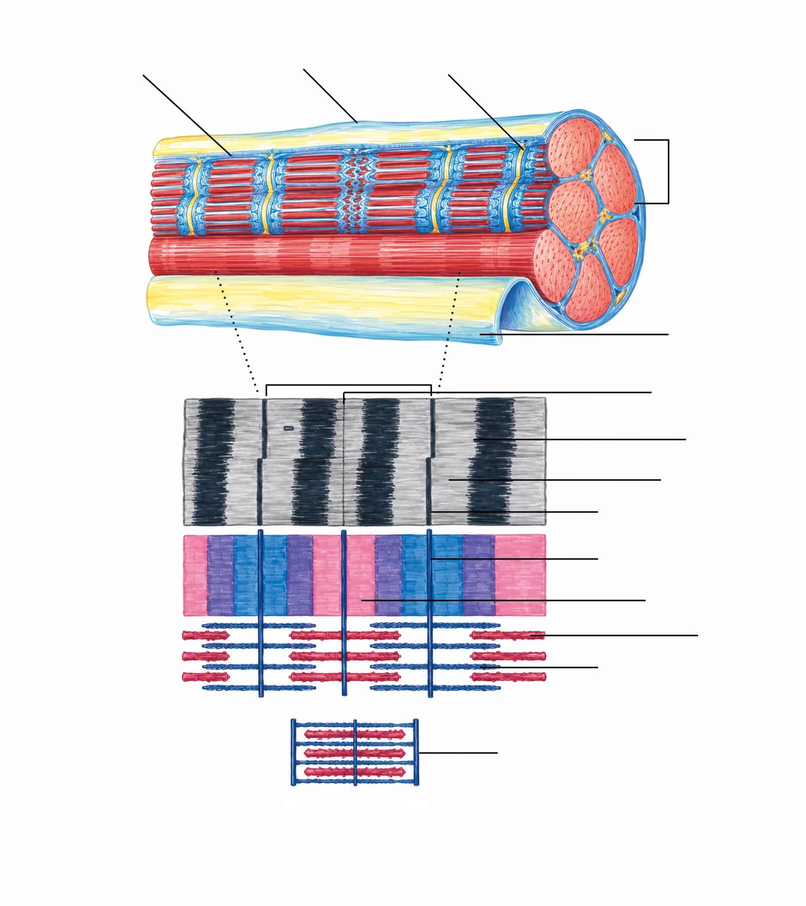 Figura: Contracția musculară (complexe actină-miozină)