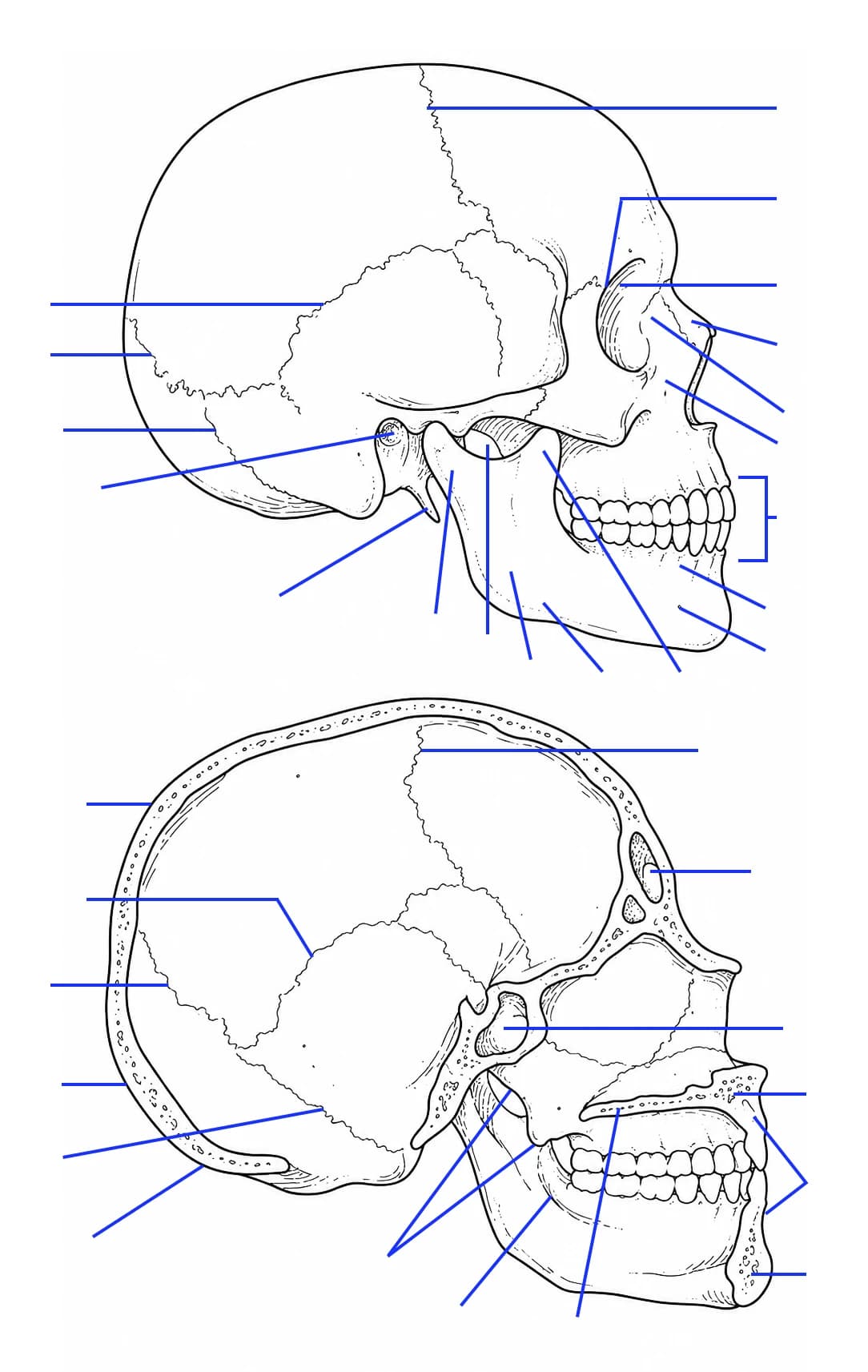Figura: Craniul — vedere laterală