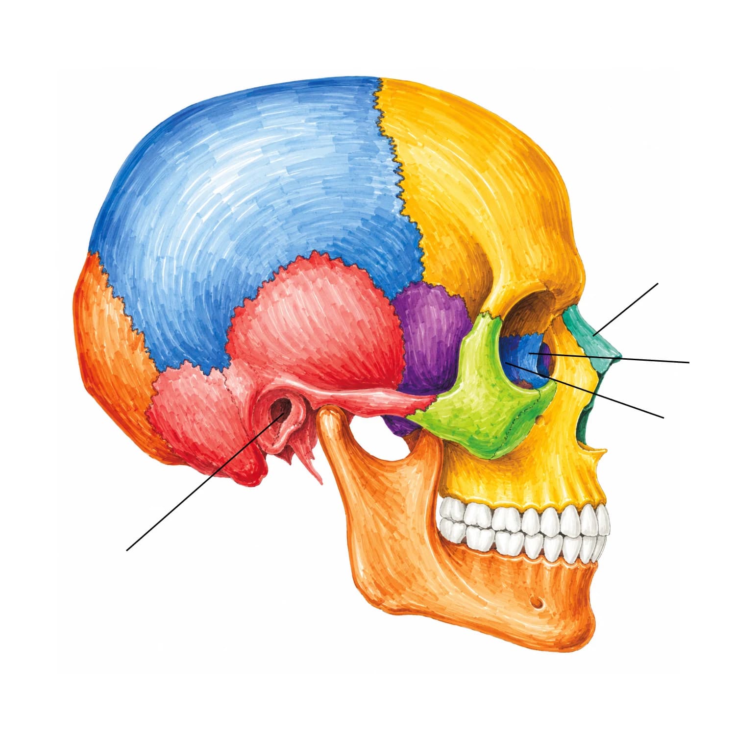 Figura: Craniul