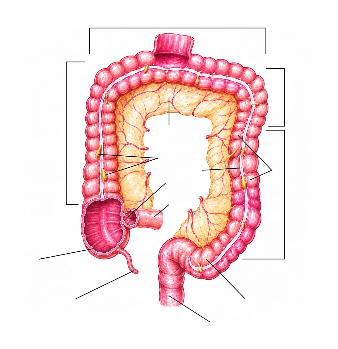 Figura: Intestinul gros