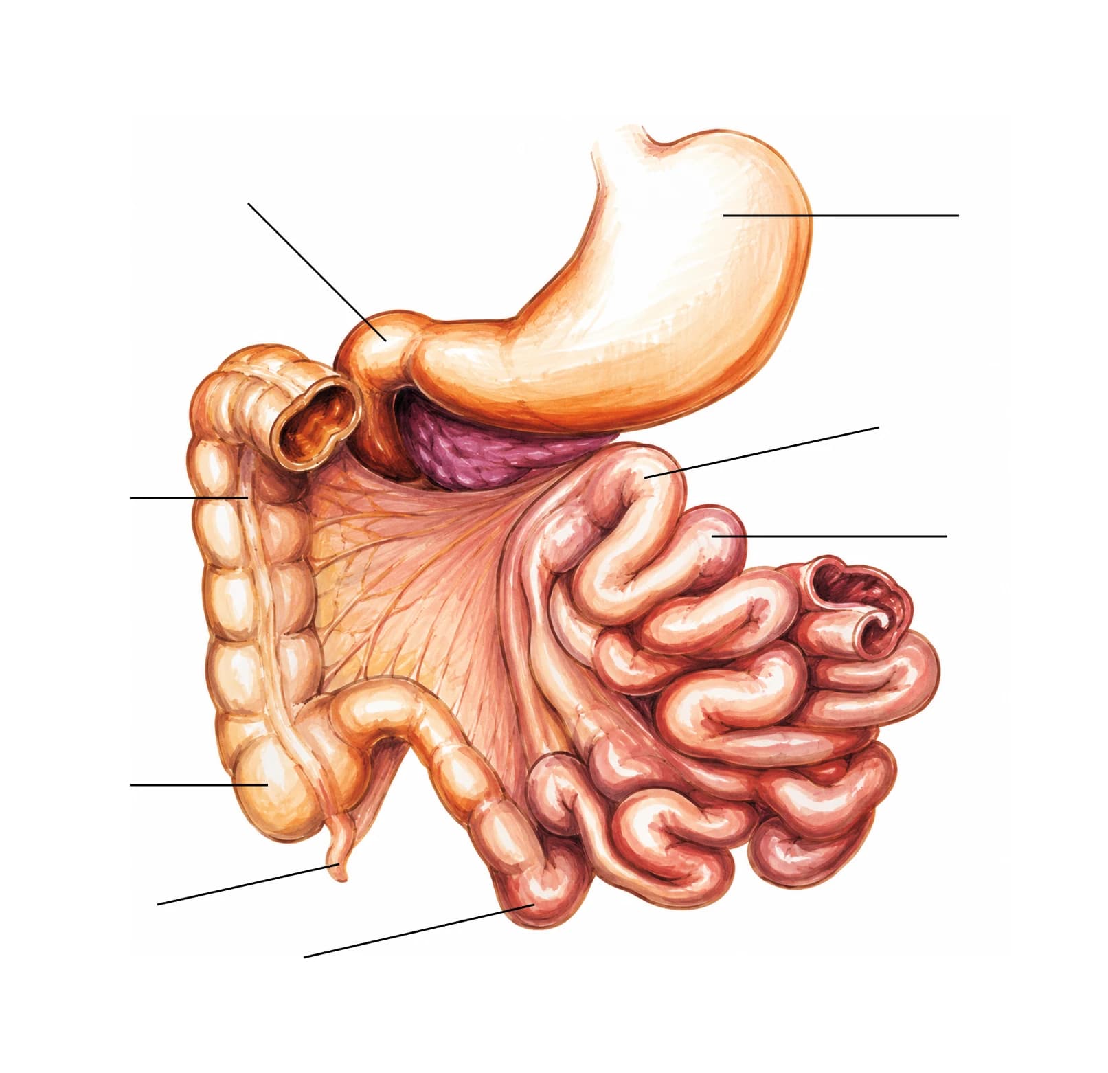 Figura: Intestinul subțire