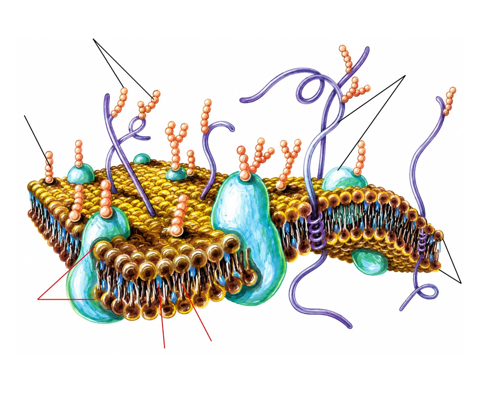 Figura: Membrana celulară (modelul mozaic fluid)