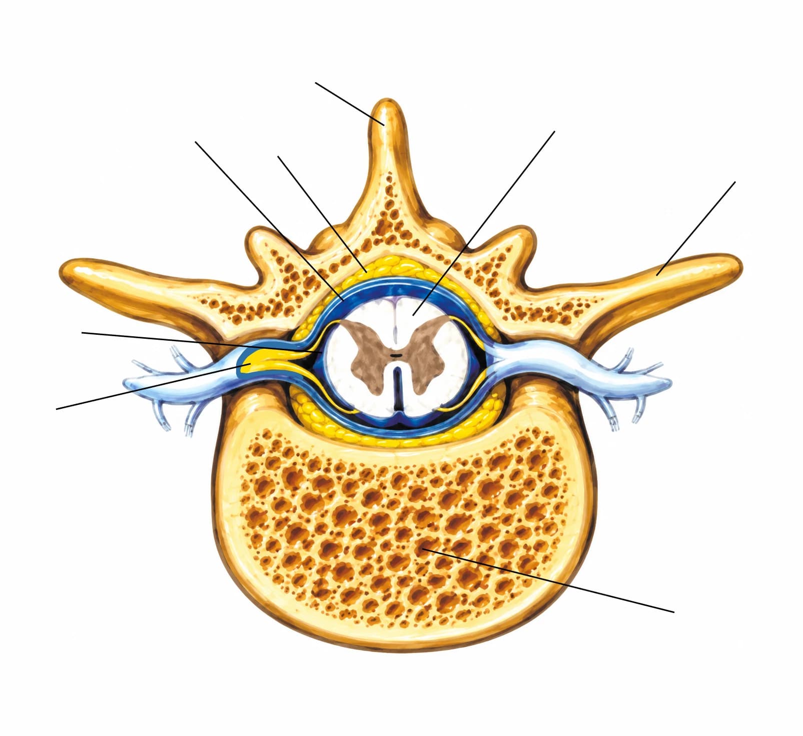 Figura: Meningele
