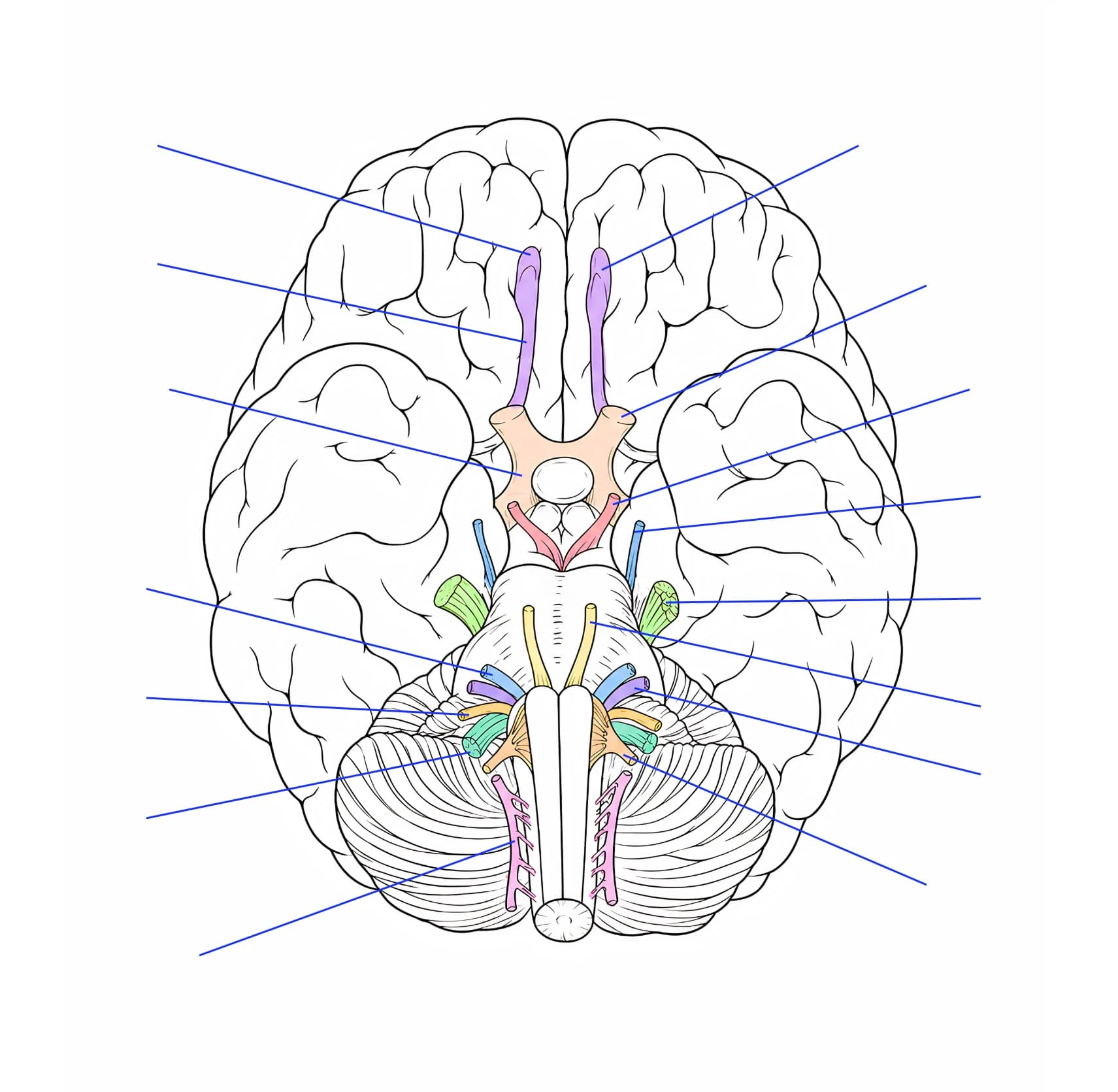 Figura: Nervii cranieni