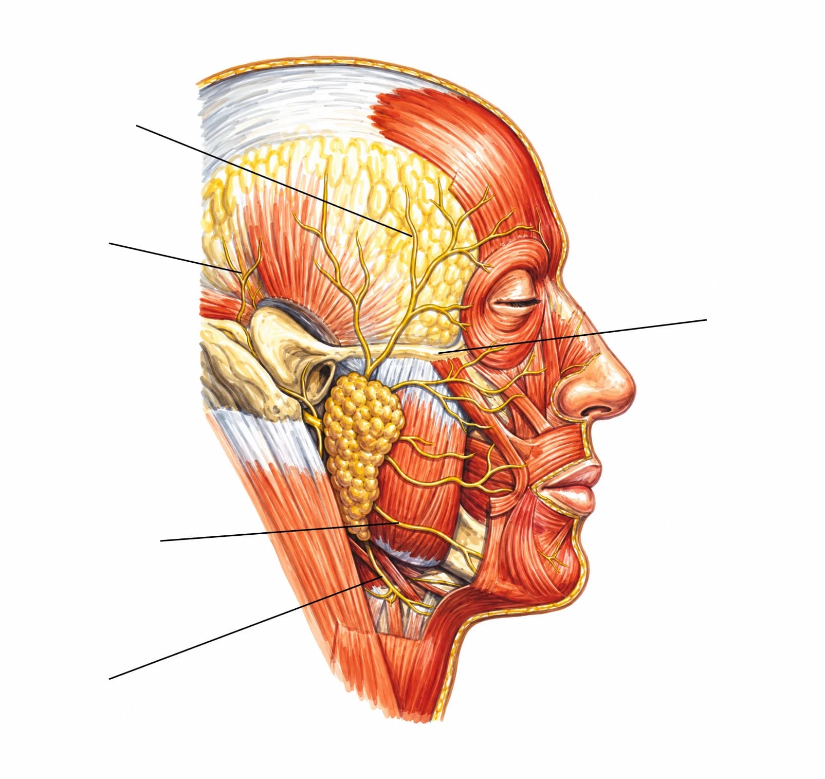 Figura: Nervul facial (VII)