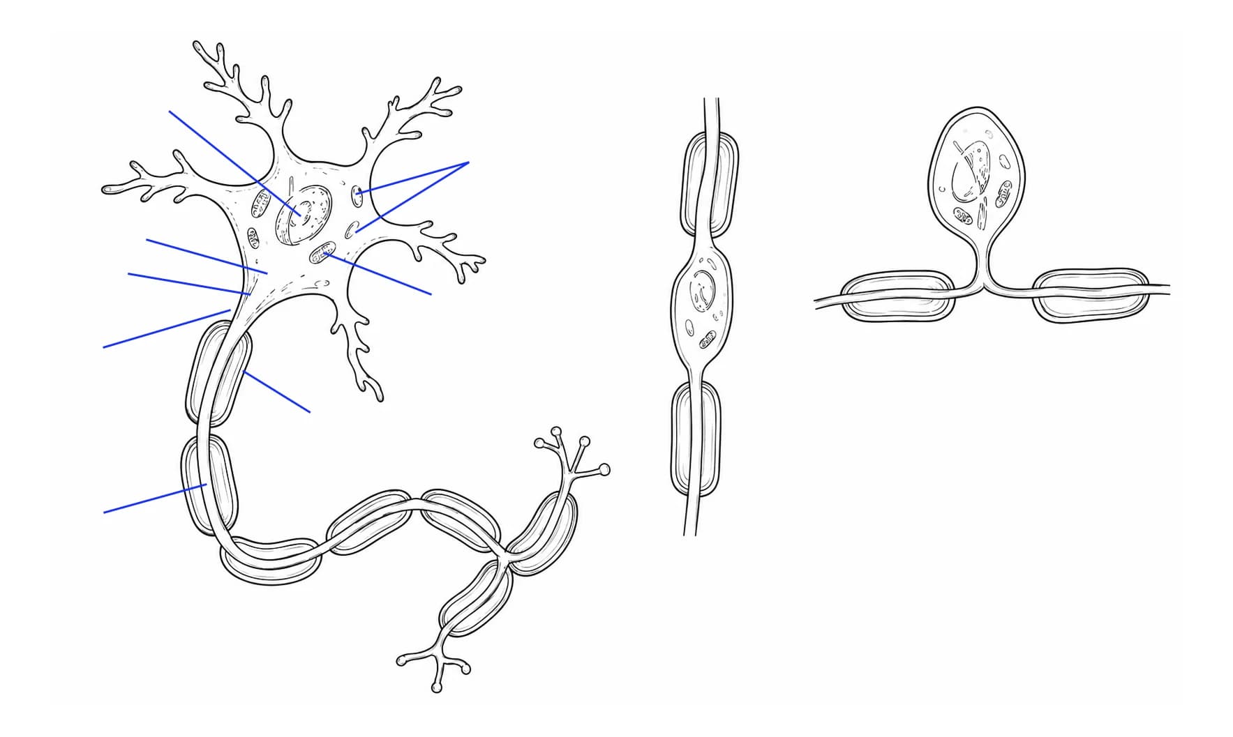 Figura: Neuronul