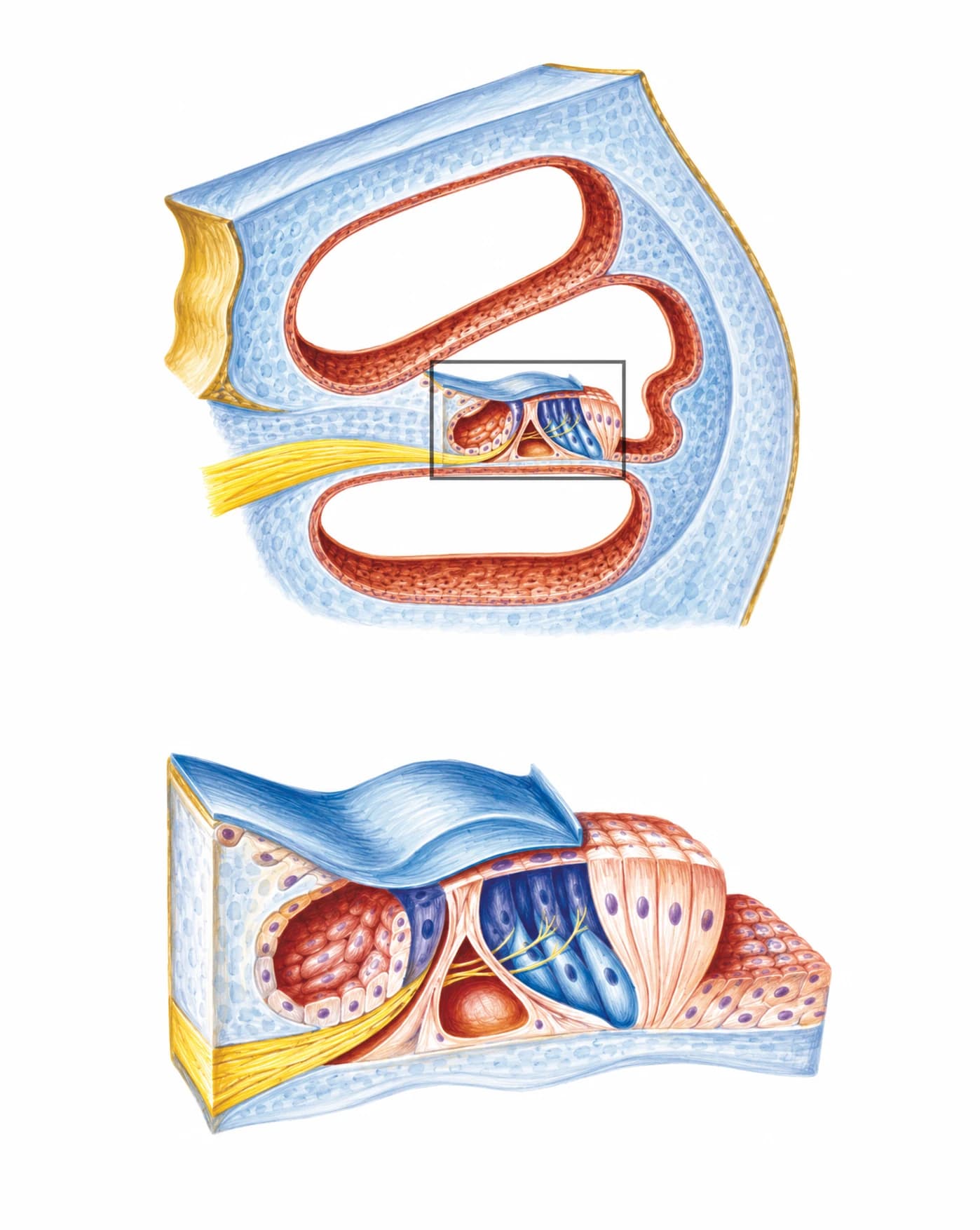 Organul Corti