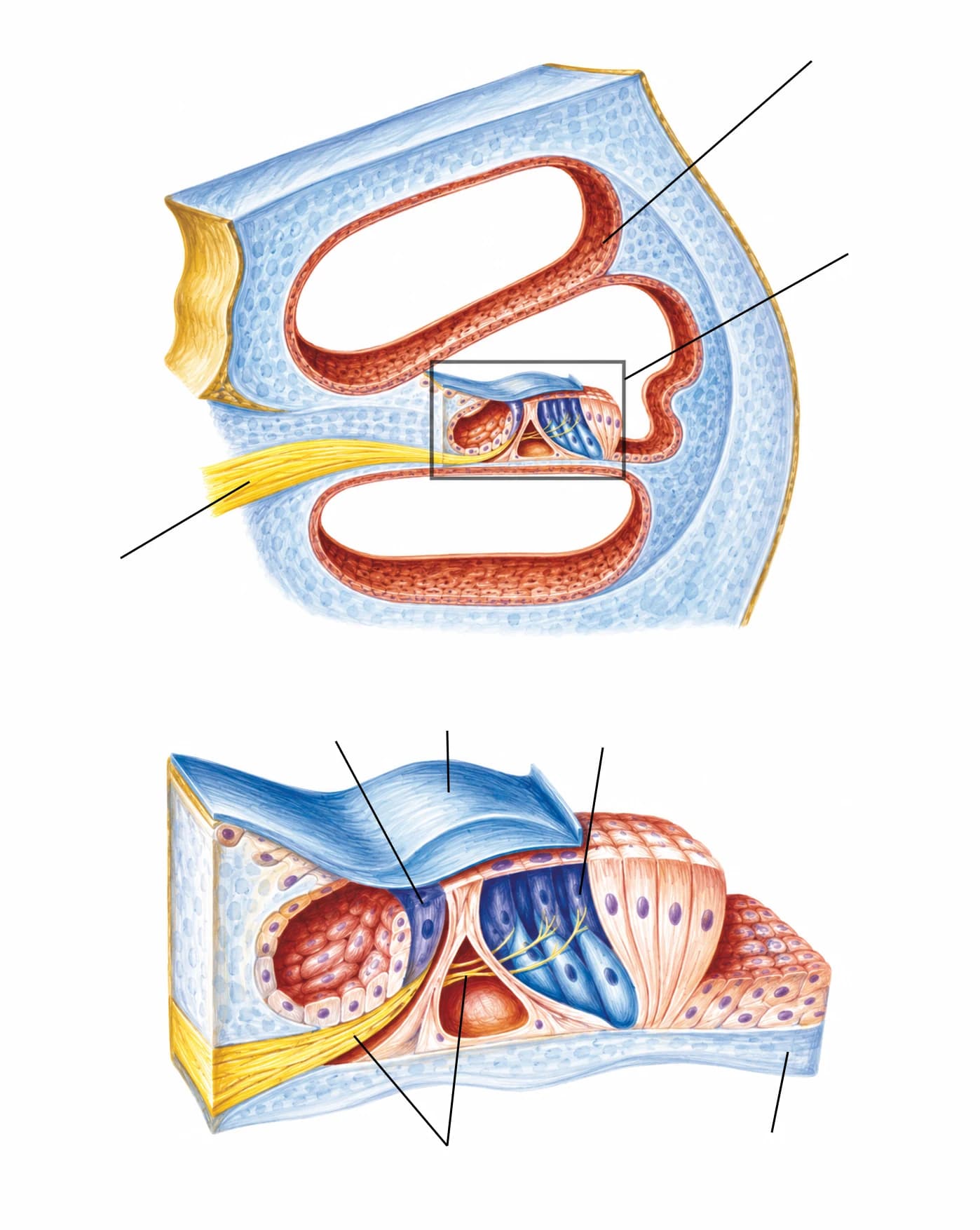 Figura: Organul Corti