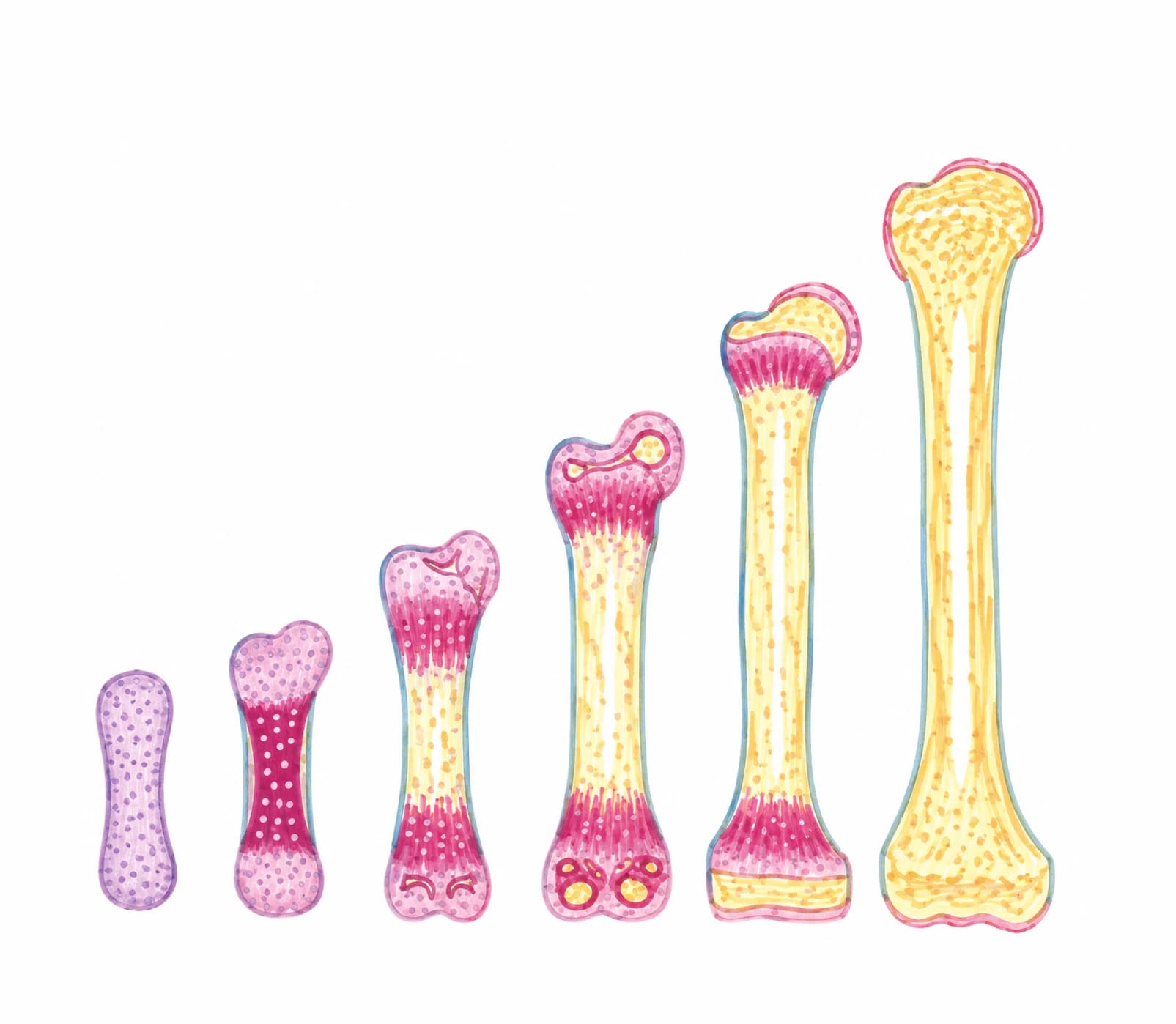 Osteogeneza