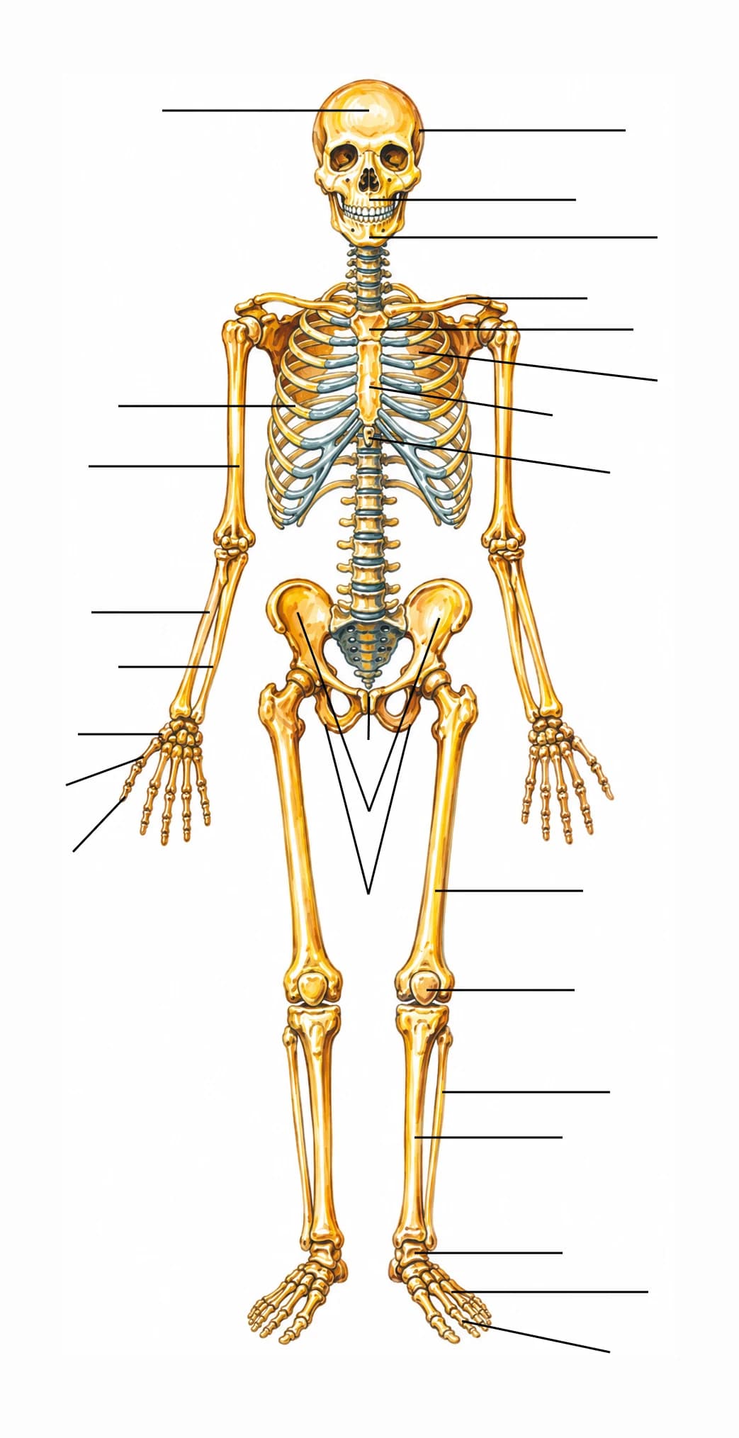 Figura: Scheletul