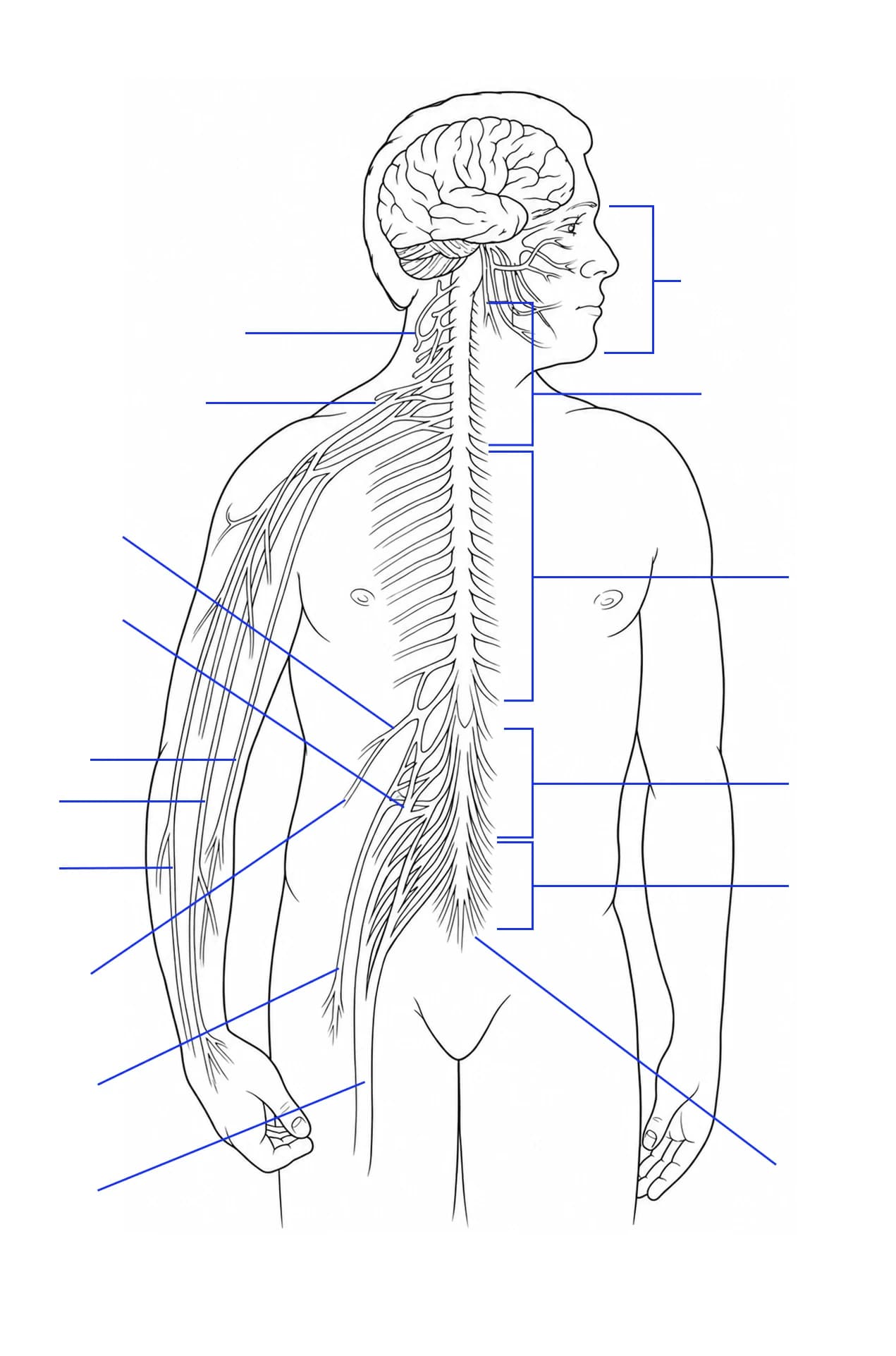 Figura: Sistemul nervos periferic