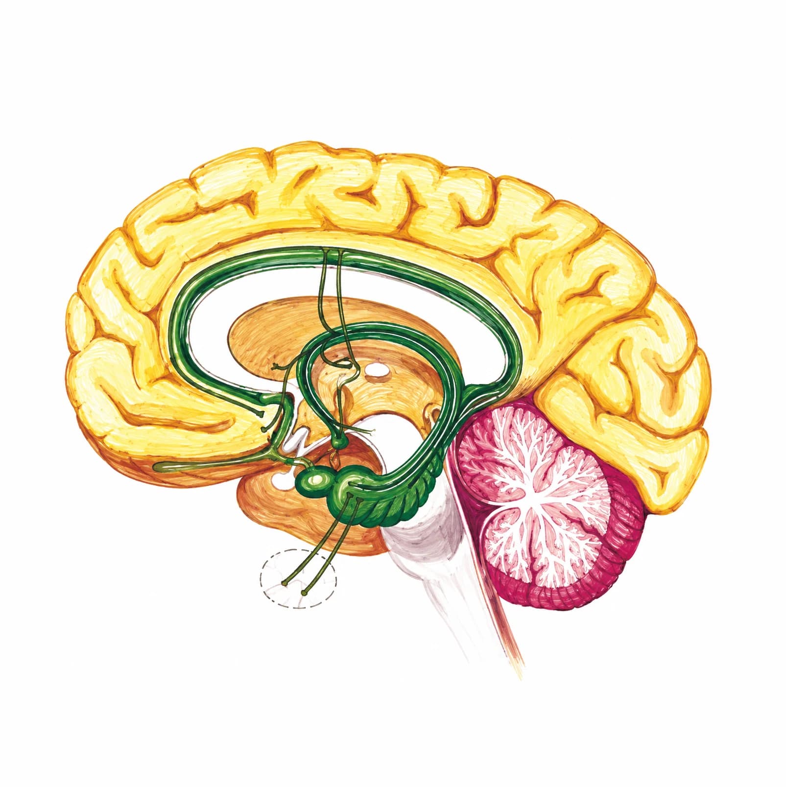 Sistemul limbic