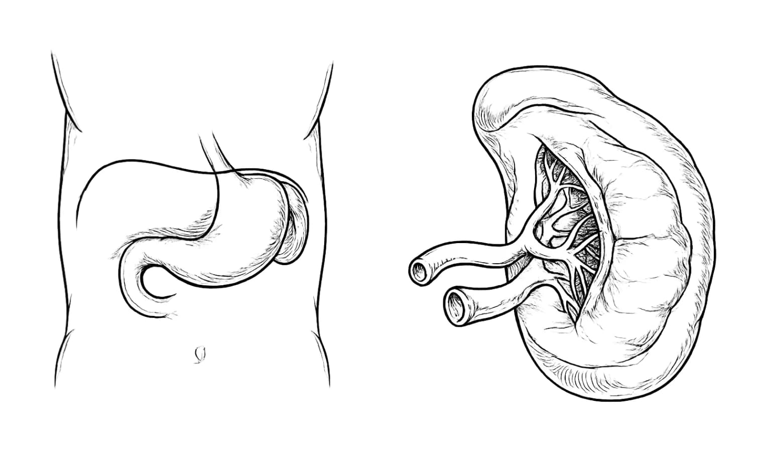 Detaliile splinei