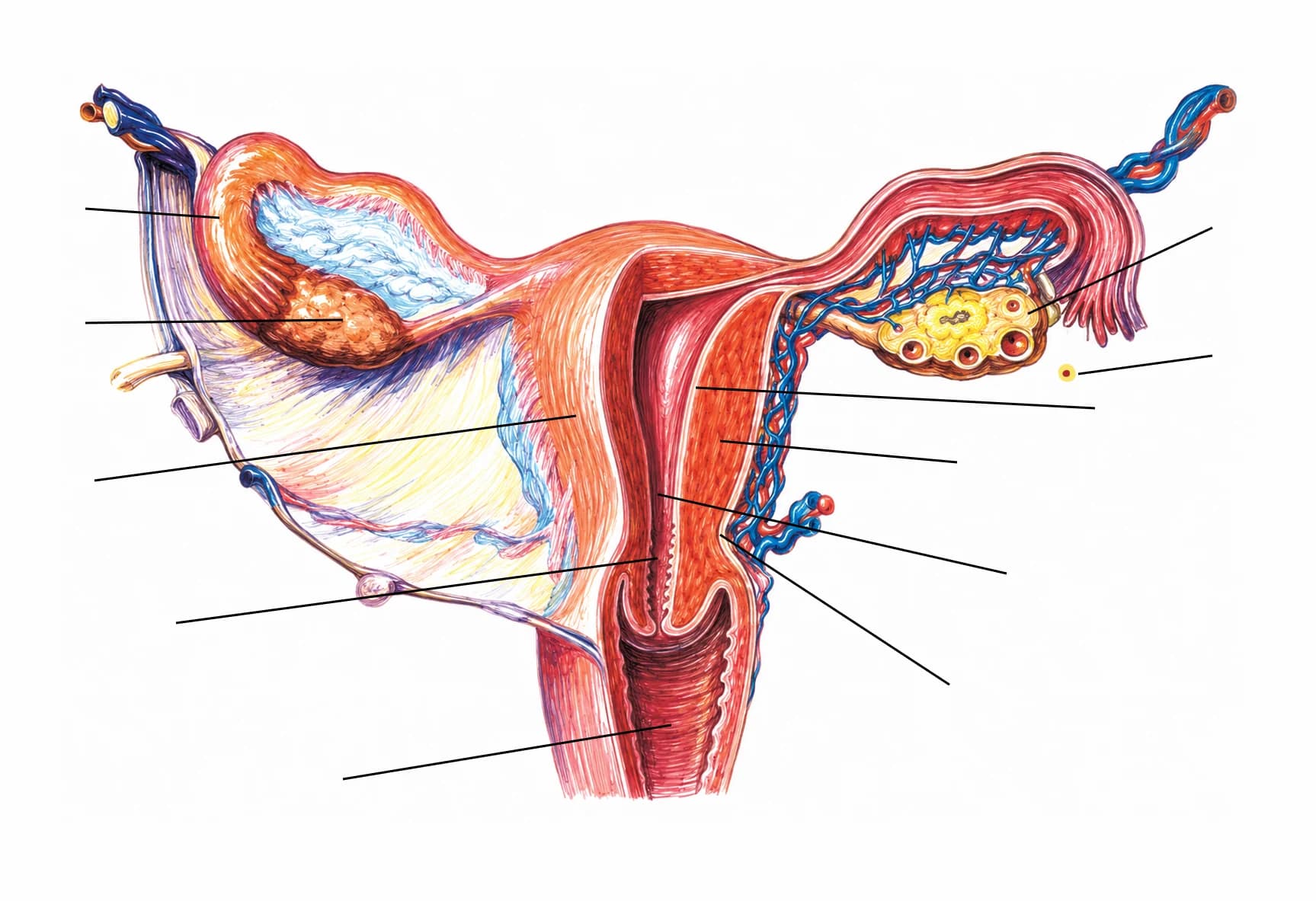 Figura: Uterul