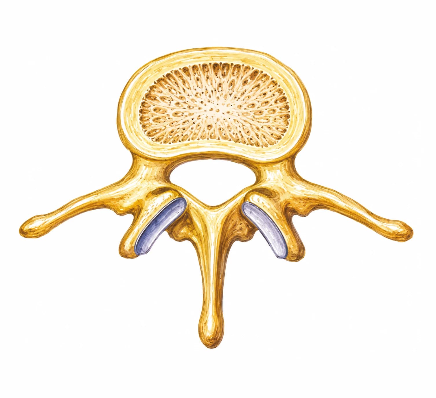 Vertebră lombară