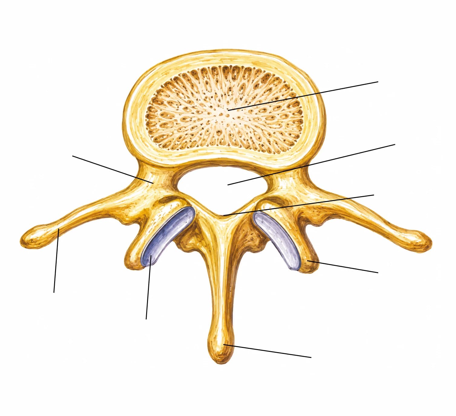 Figura: Vertebră lombară