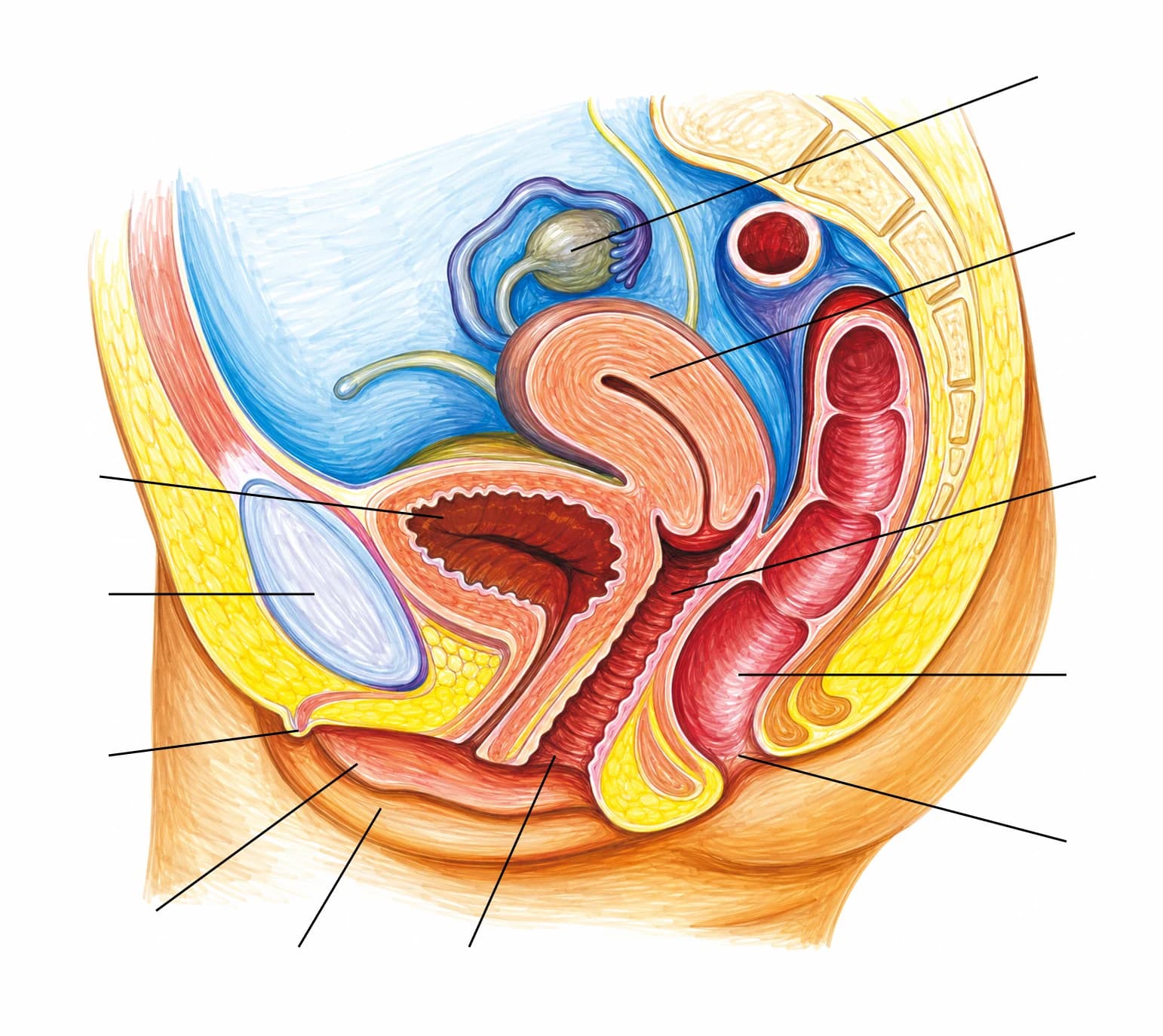 Figura: Aparatul genital feminin