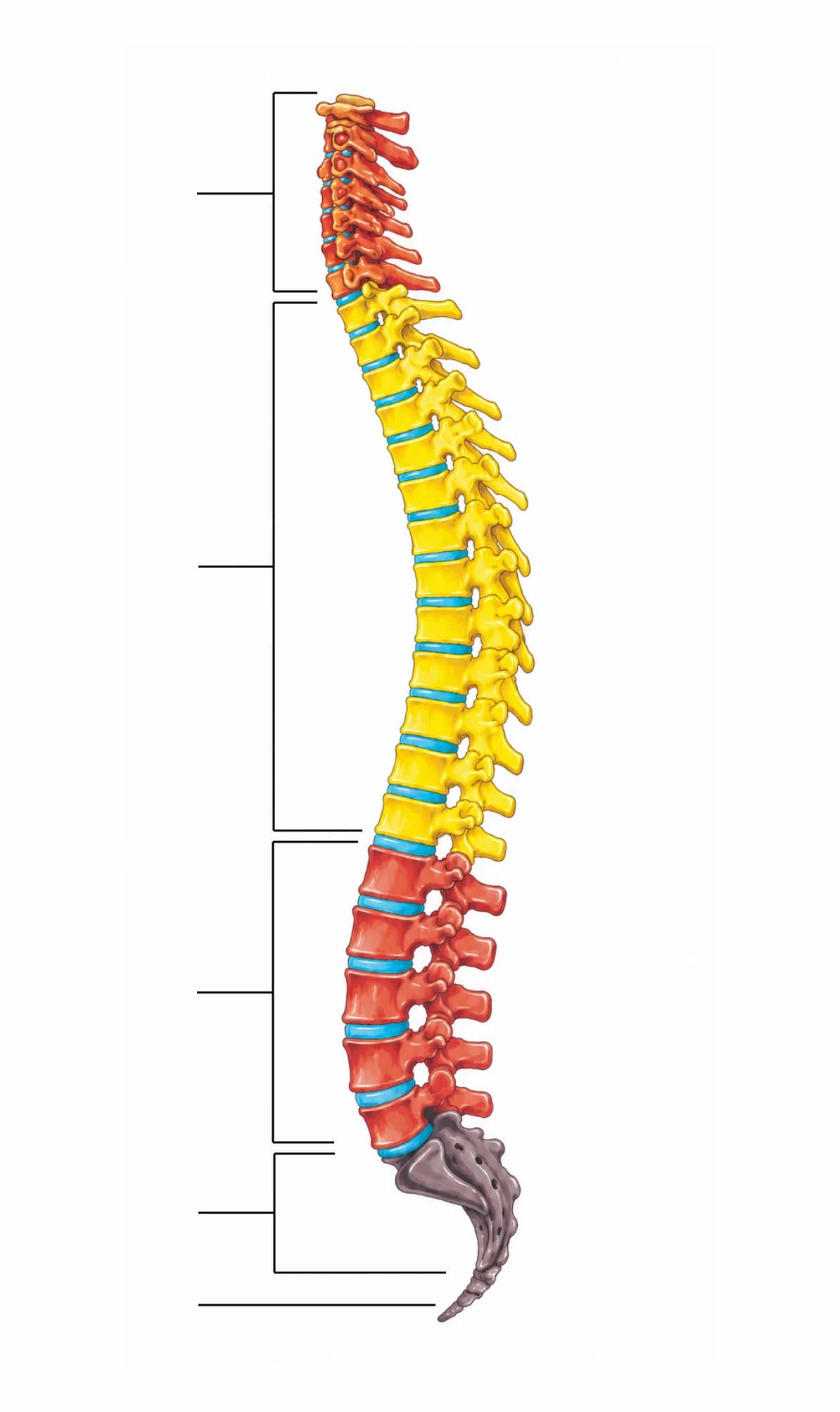 Figura: Coloana vertebrală