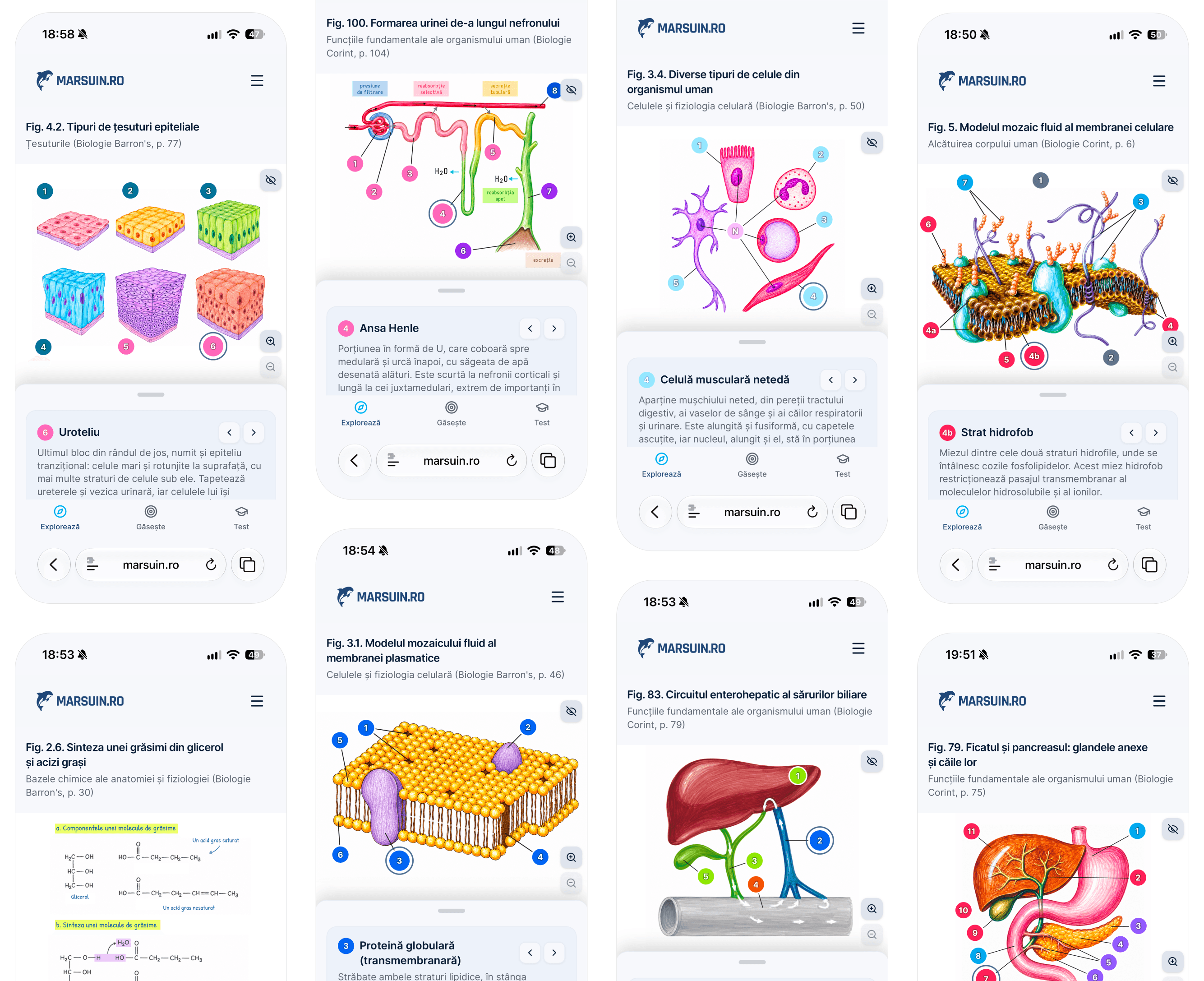 Opt figuri interactive din Corint și Barron's deschise pe telefon pe marsuin.ro, printre care tipurile de țesuturi epiteliale, formarea urinei de-a lungul nefronului, modelul mozaic fluid al membranei și ficatul cu pancreasul, fiecare cu markeri și cu panoul de explicații în partea de jos