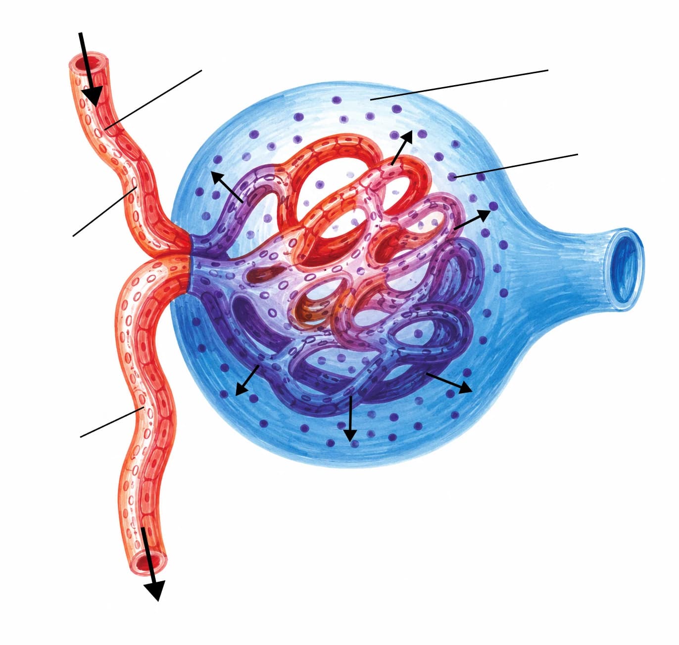 Figura: Filtrarea glomerulară