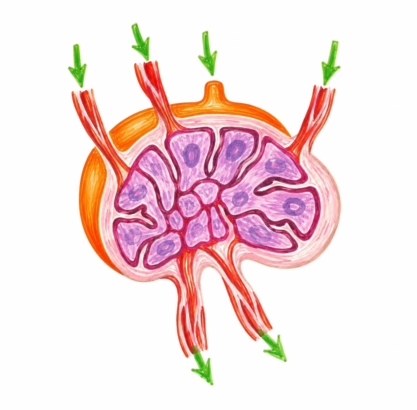 Ganglion limfatic
