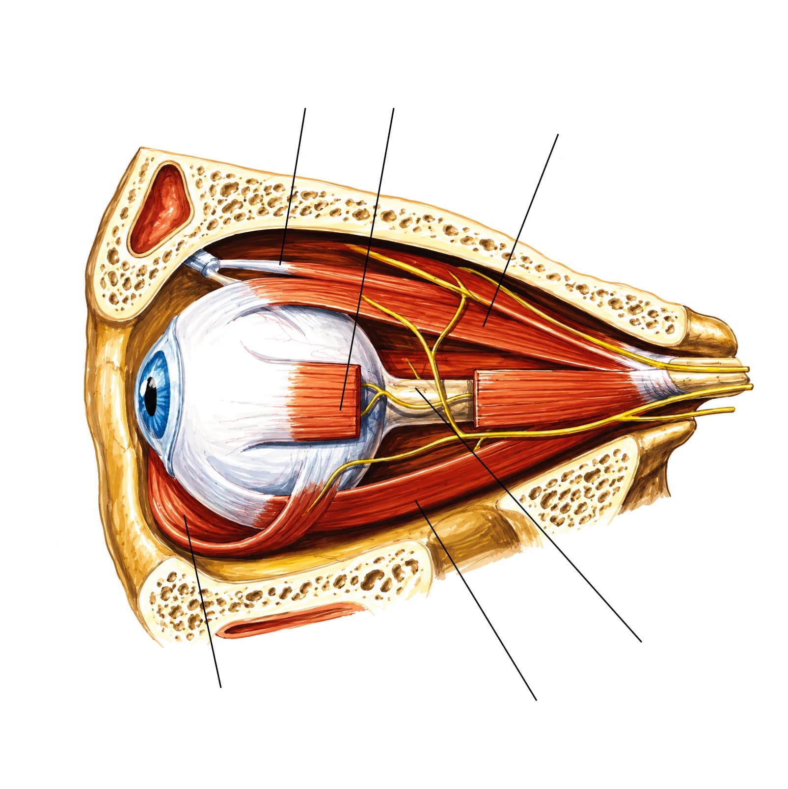 Figura: Mușchii globului ocular