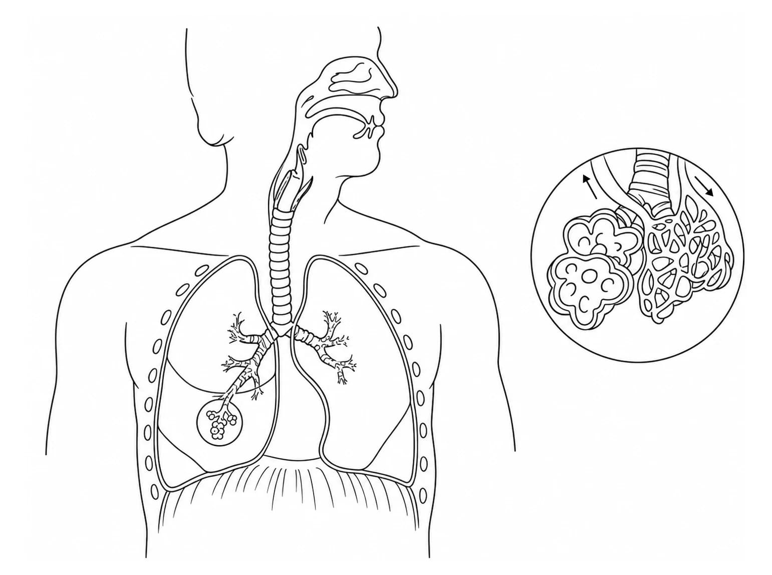 Organele sistemului respirator