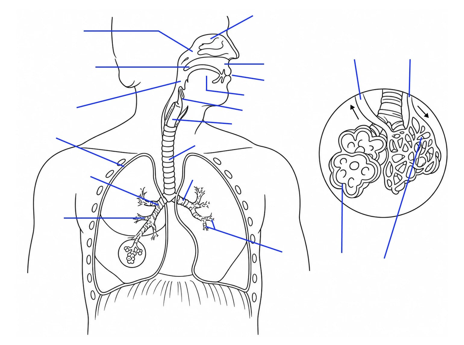 Figura: Organele sistemului respirator