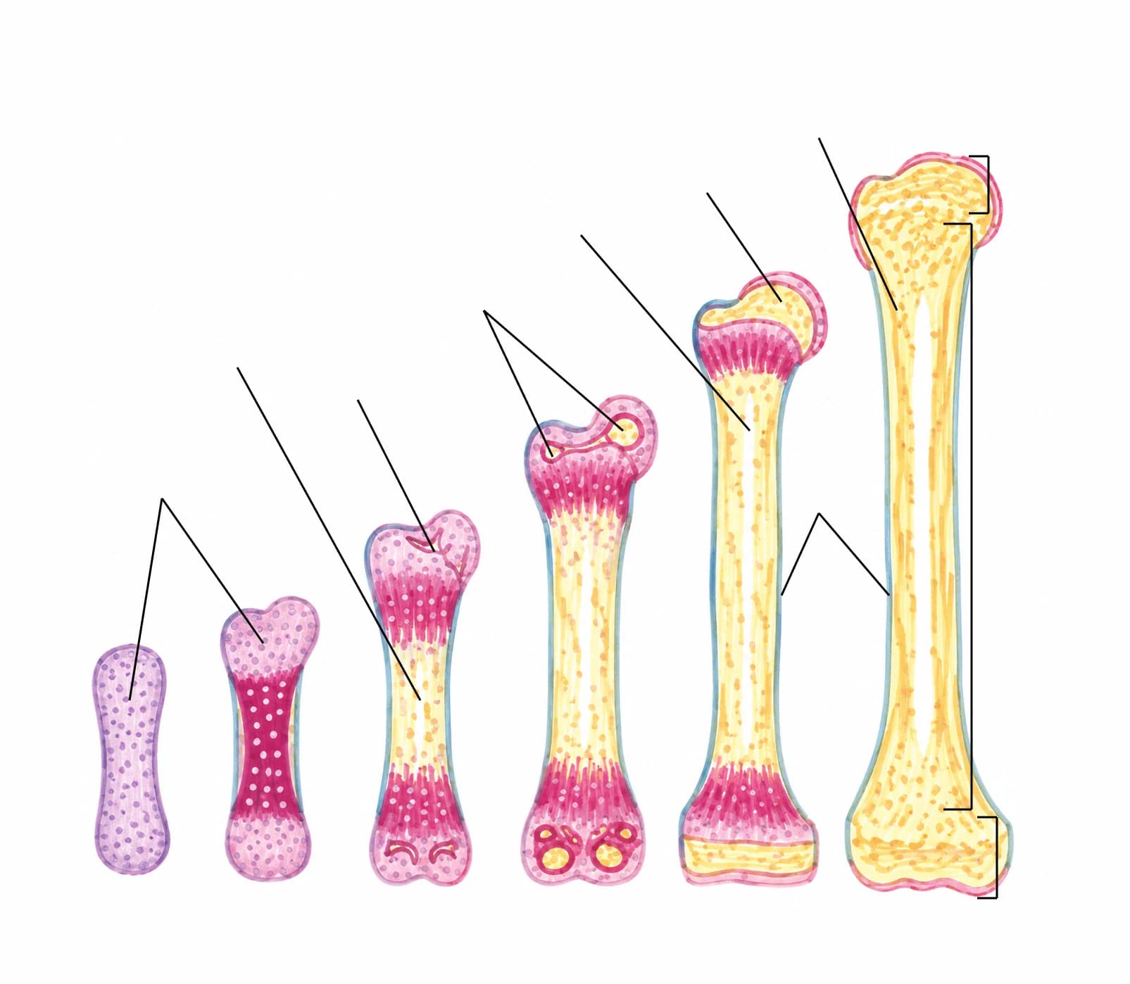 Figura: Osteogeneza