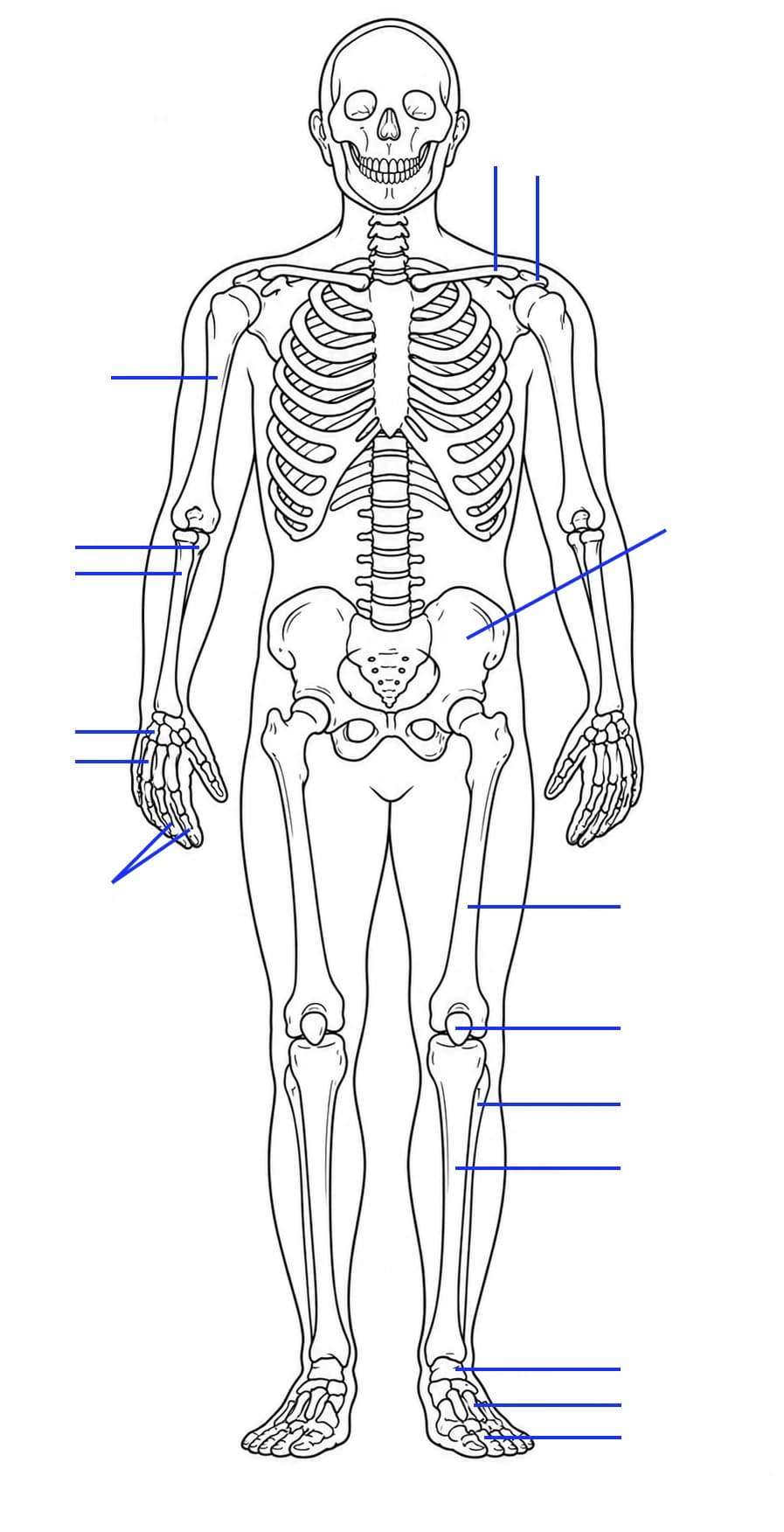 Figura: Scheletul membrelor