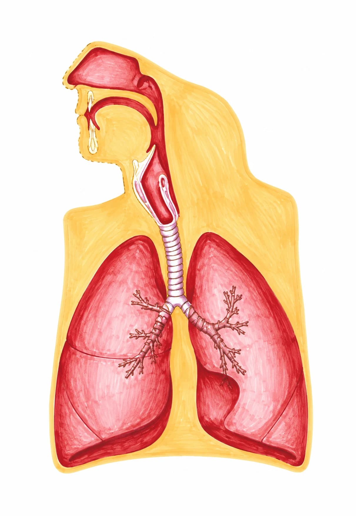 Sistemul respirator