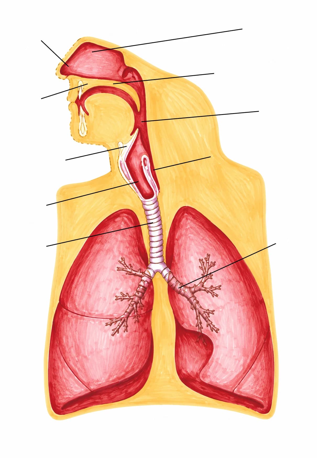 Figura: Sistemul respirator