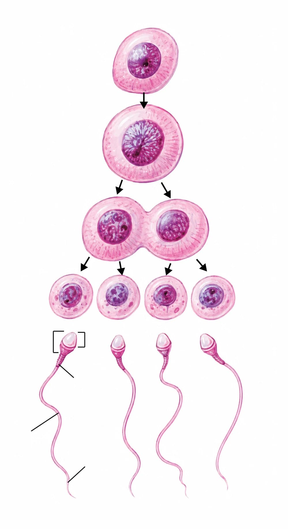 Figura: Spermatogeneza