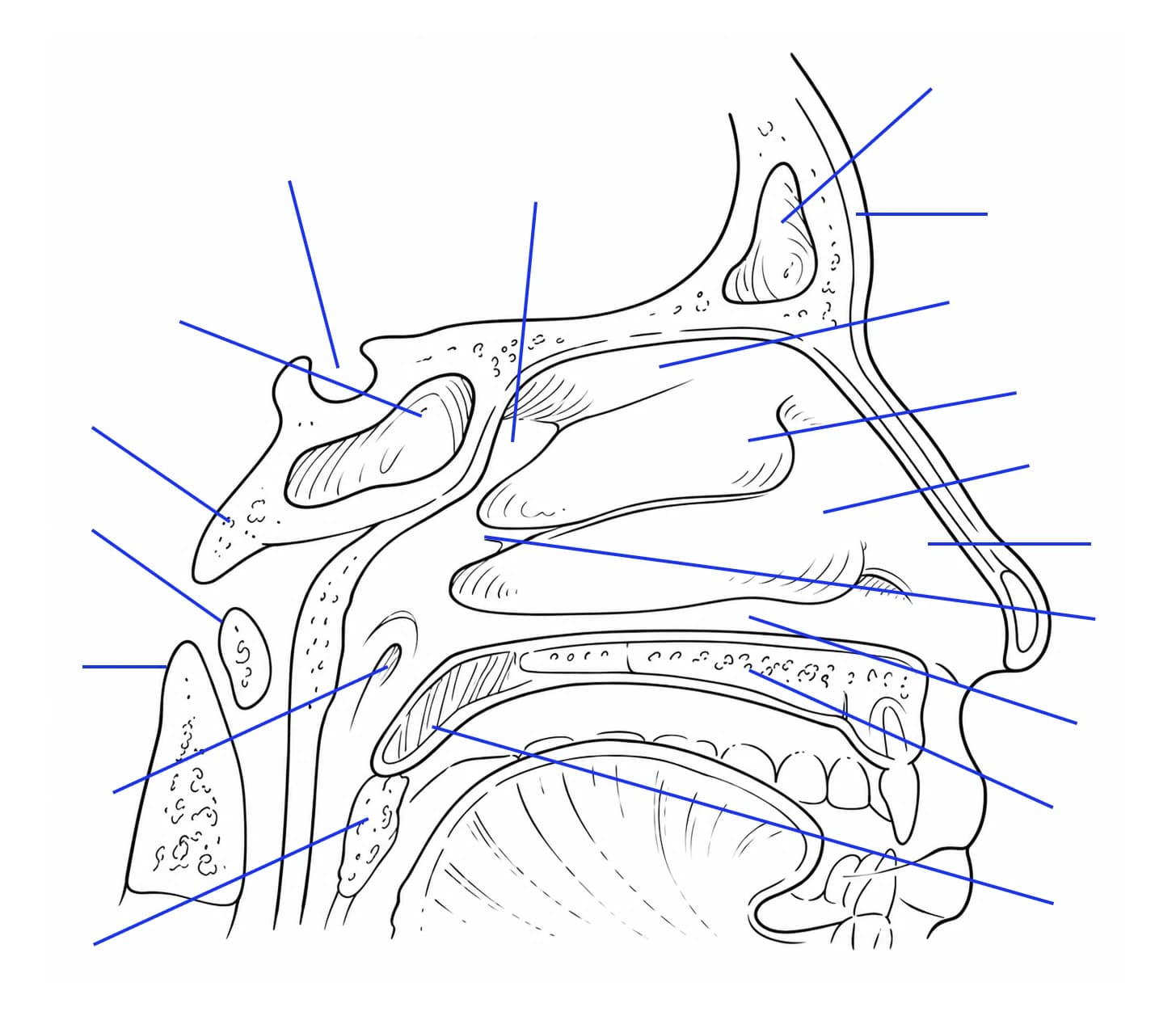 Figura: Structurile nasului