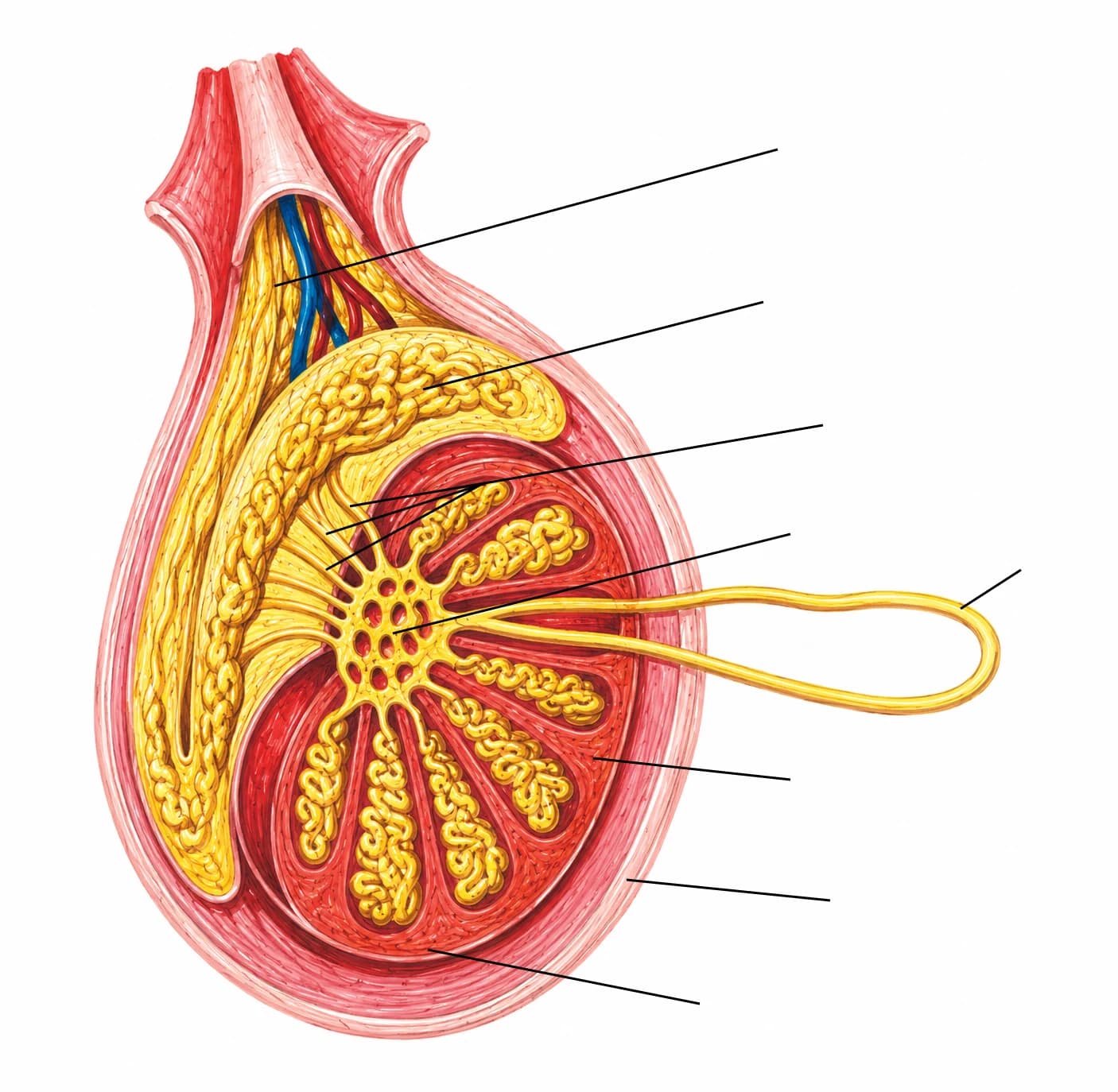Figura: Testicul (secțiune)