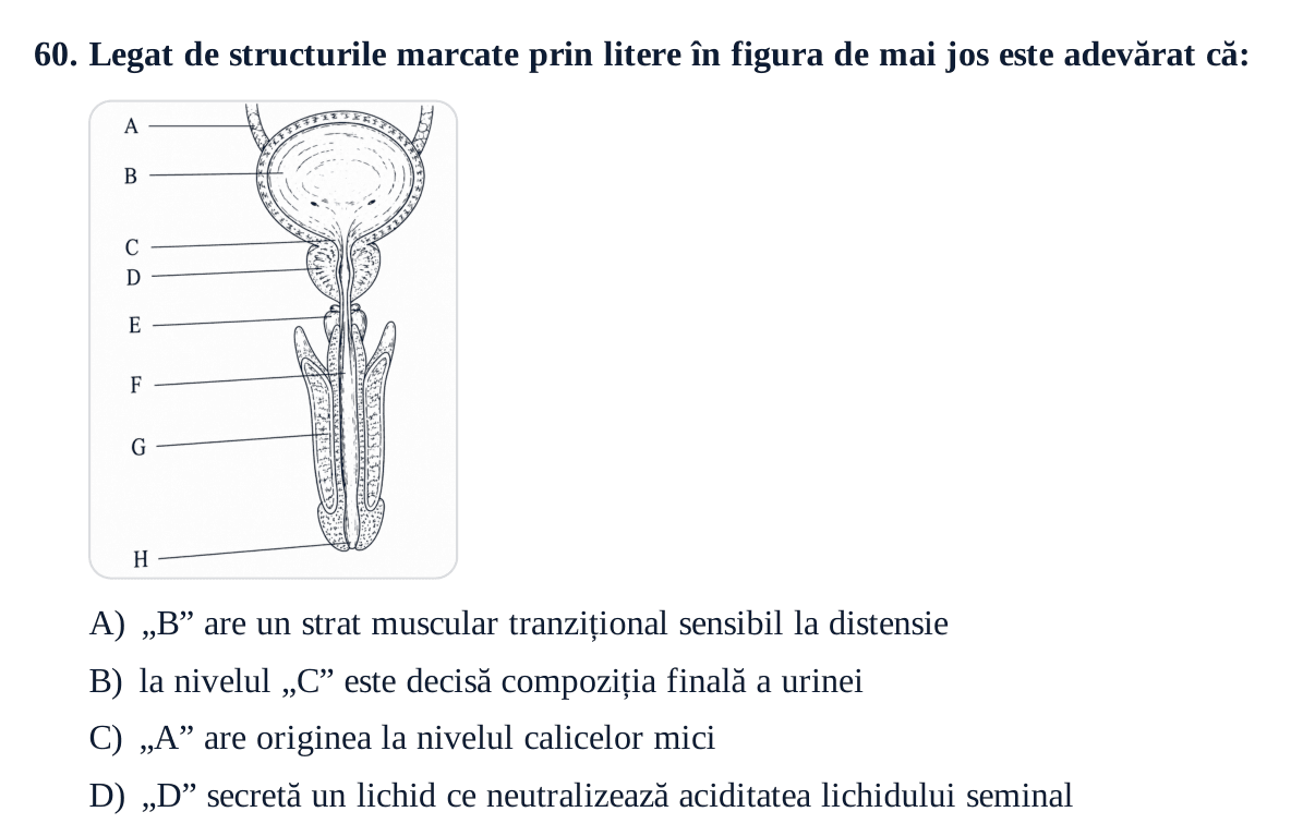 Grila 60 de la admiterea UMFST Târgu Mureș din iulie 2026: un desen cu vezica urinară, prostata și uretra, cu structuri marcate de la A la H, și patru afirmații despre structurile marcate