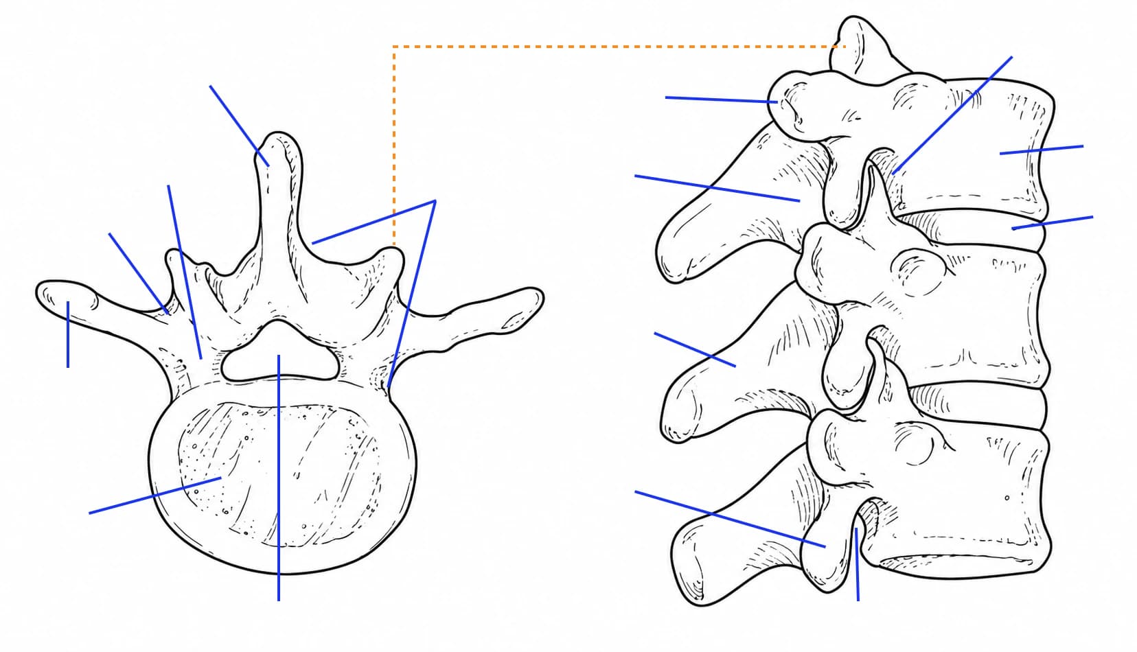 Figura: Detaliile unei vertebre