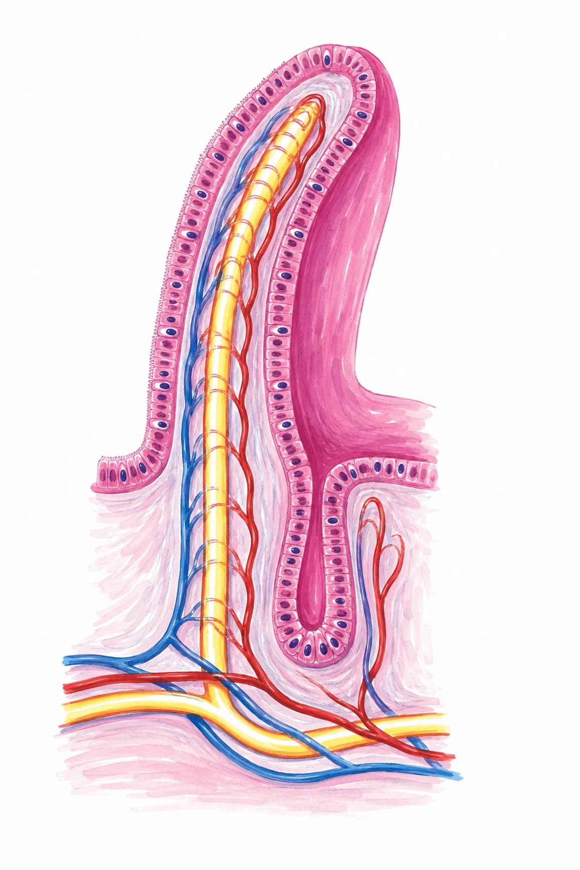 Vilozitate intestinală