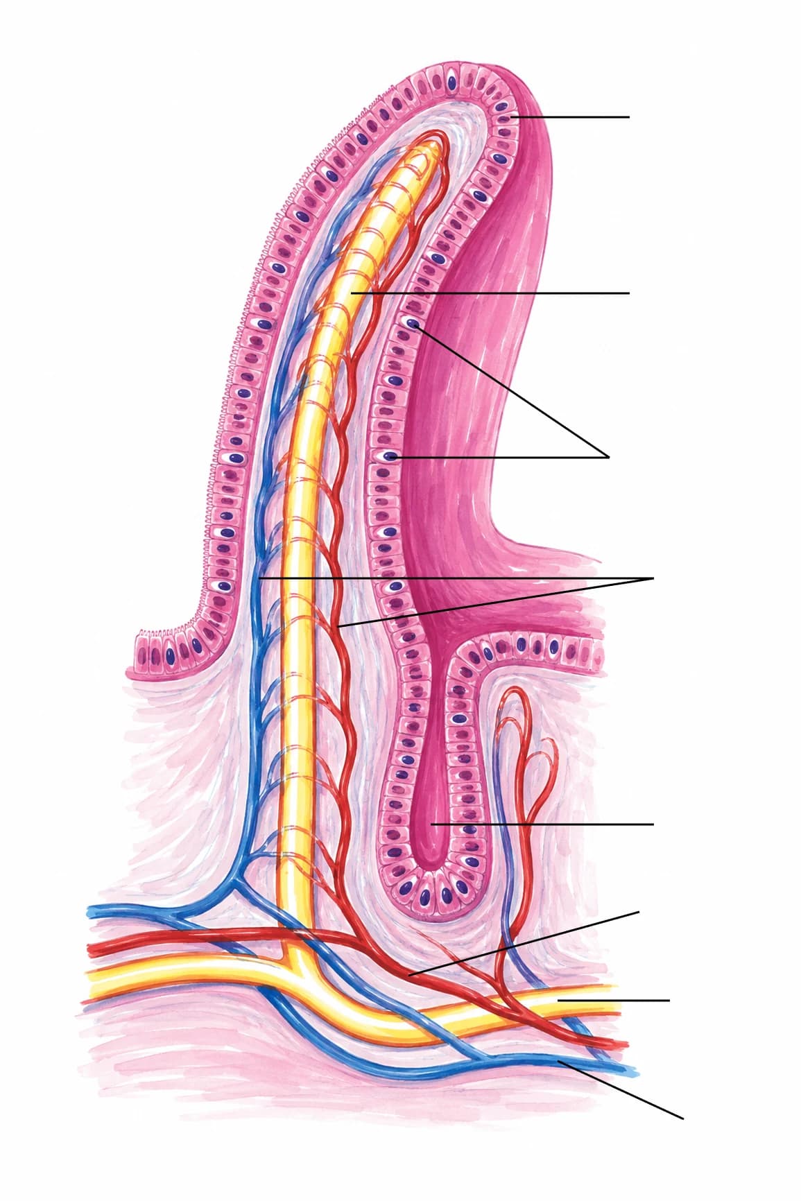 Figura: Vilozitate intestinală