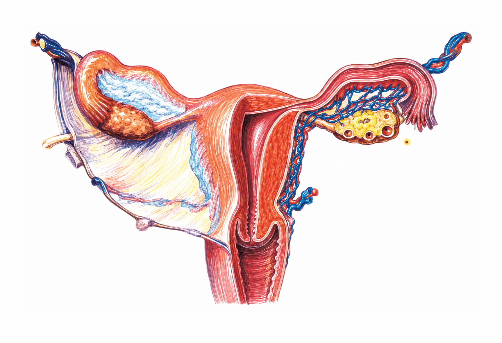 Uterul: porțiunile, straturile peretelui și anexele
